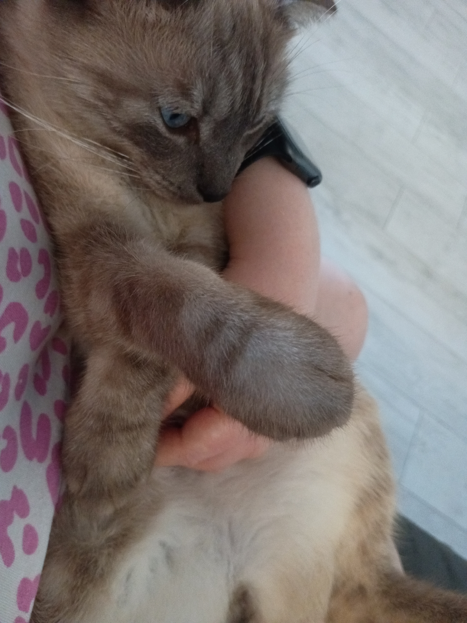 A light brown and grey cat with blue eyes is being held by a person with fair skin. The cat's belly is facing up and it appears relaxed. The person is wearing a light-colored shirt with a pink floral pattern. In the background is a light-colored floor. The location Фоки, Russia is not discernible from the image.