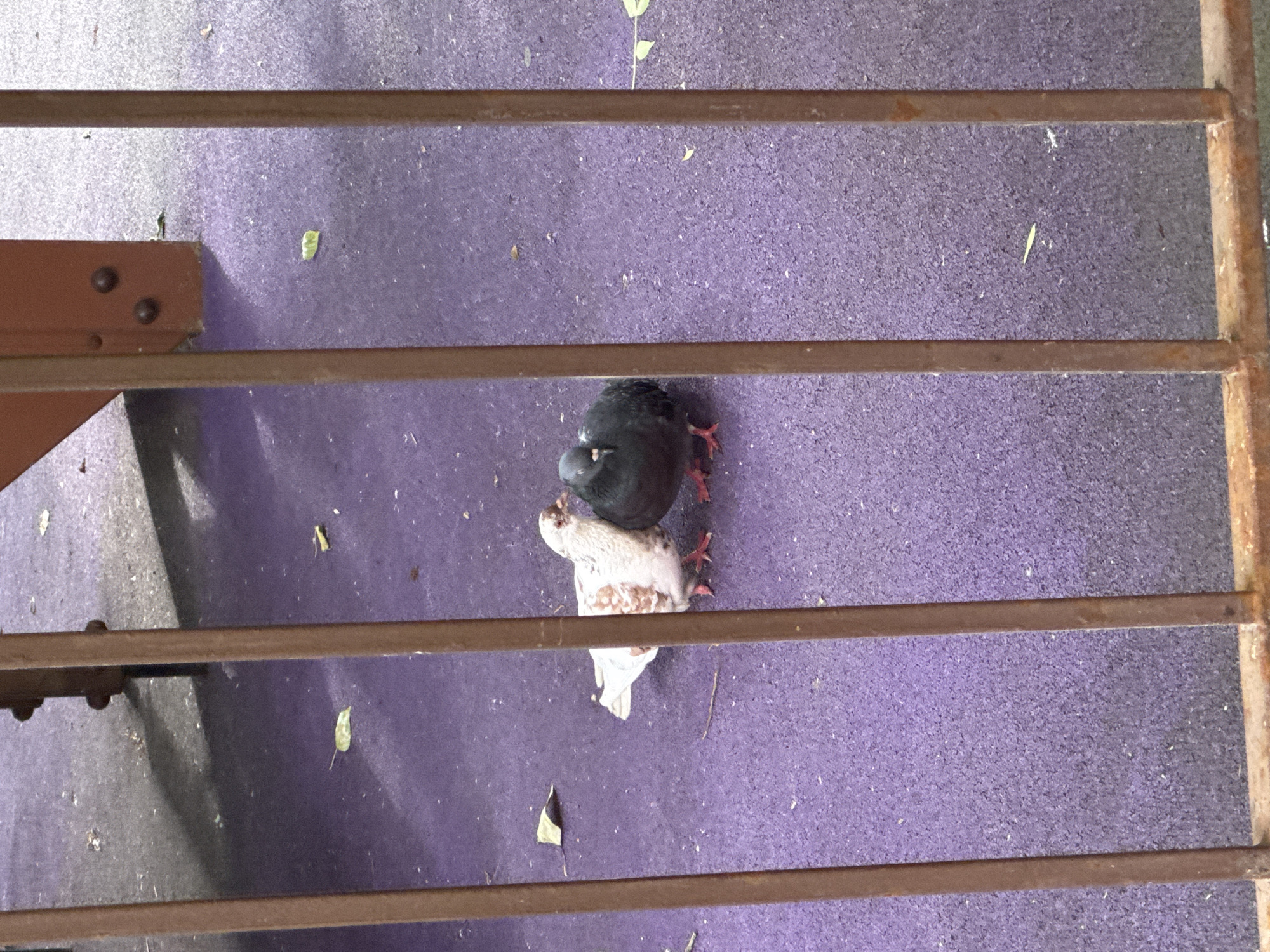 Two pigeons, one predominantly white with brown speckles and the other dark gray, are huddled together on a purple, rubberized surface. They appear to be interacting closely, possibly nuzzling. The ground is speckled with small, dry leaves. Behind the pigeons, a portion of a brown metal structure, likely part of a playground or park enclosure, is visible. The scene is viewed through a series of vertical, rusty brown bars, suggesting the vantage point is from outside an enclosed area. The lighting suggests it is daytime, with some shadows cast by the structure. The image does not provide any specific location markers for Moscow, Russia.