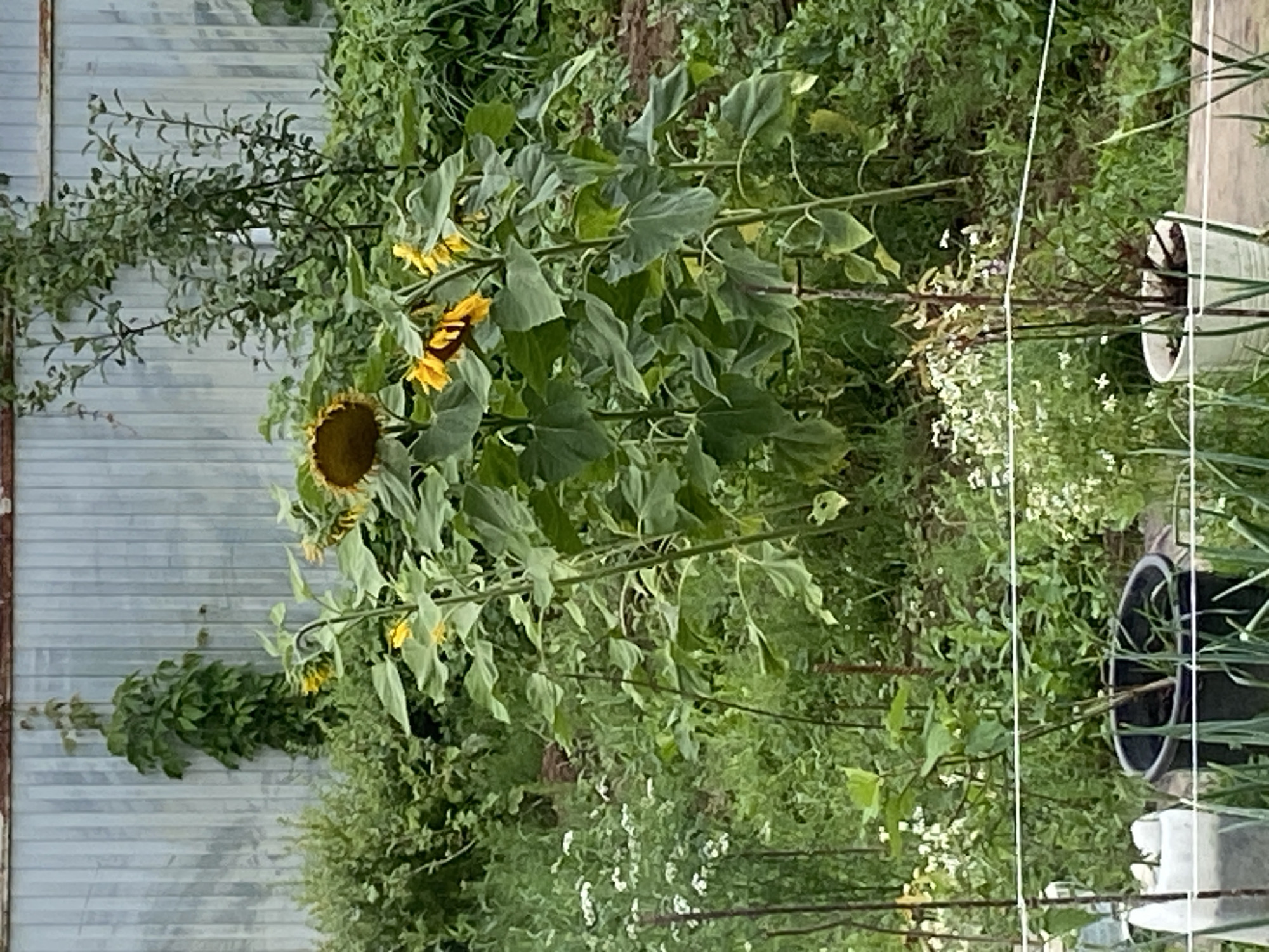 This image captures a garden scene with sunflowers and other vegetation in Meshcherskoye, Russia. The background features a corrugated metal fence, likely part of a greenhouse or shed. In the foreground, several tall sunflowers with large green leaves and yellow petals are visible. One sunflower head is facing downwards, and its petals are partially wilted. To the left, a dense green vine climbs the fence. Smaller white flowers are scattered throughout the garden, interspersed with lush green foliage. Two potted plants are also present: a black pot containing a plant with thin green stalks and a white pot with a small plant that appears to be a seedling. A thin white string runs horizontally across the foreground, possibly a garden line or netting. The overall impression is that of a cultivated, overgrown garden on a cloudy day.