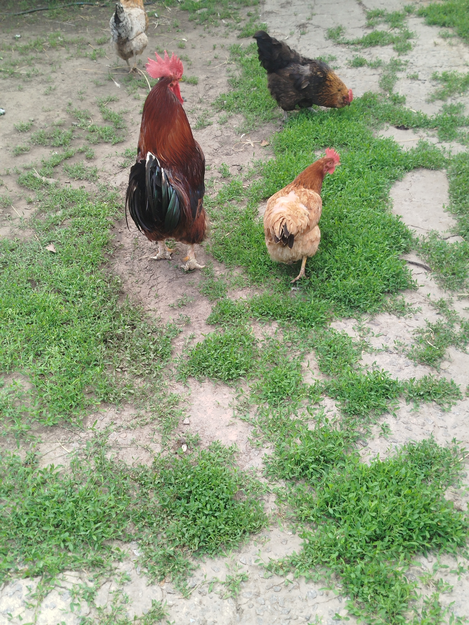 In Ustyvytsia, Ukraine, a flock of chickens is pictured in an outdoor setting. A large, reddish-brown rooster with a prominent red comb stands in the foreground, its tail feathers displaying iridescent green and black hues. To its right, a light brown hen pecks at the ground, its back facing the camera. In the middle ground, a dark brown hen with a reddish-brown chest is foraging amongst patches of green grass. Further in the background, a hen with mottled grey and white feathers is partially visible, facing away from the viewer. The ground is a mixture of dirt and sparse green vegetation, with some scattered grey paving stones visible.