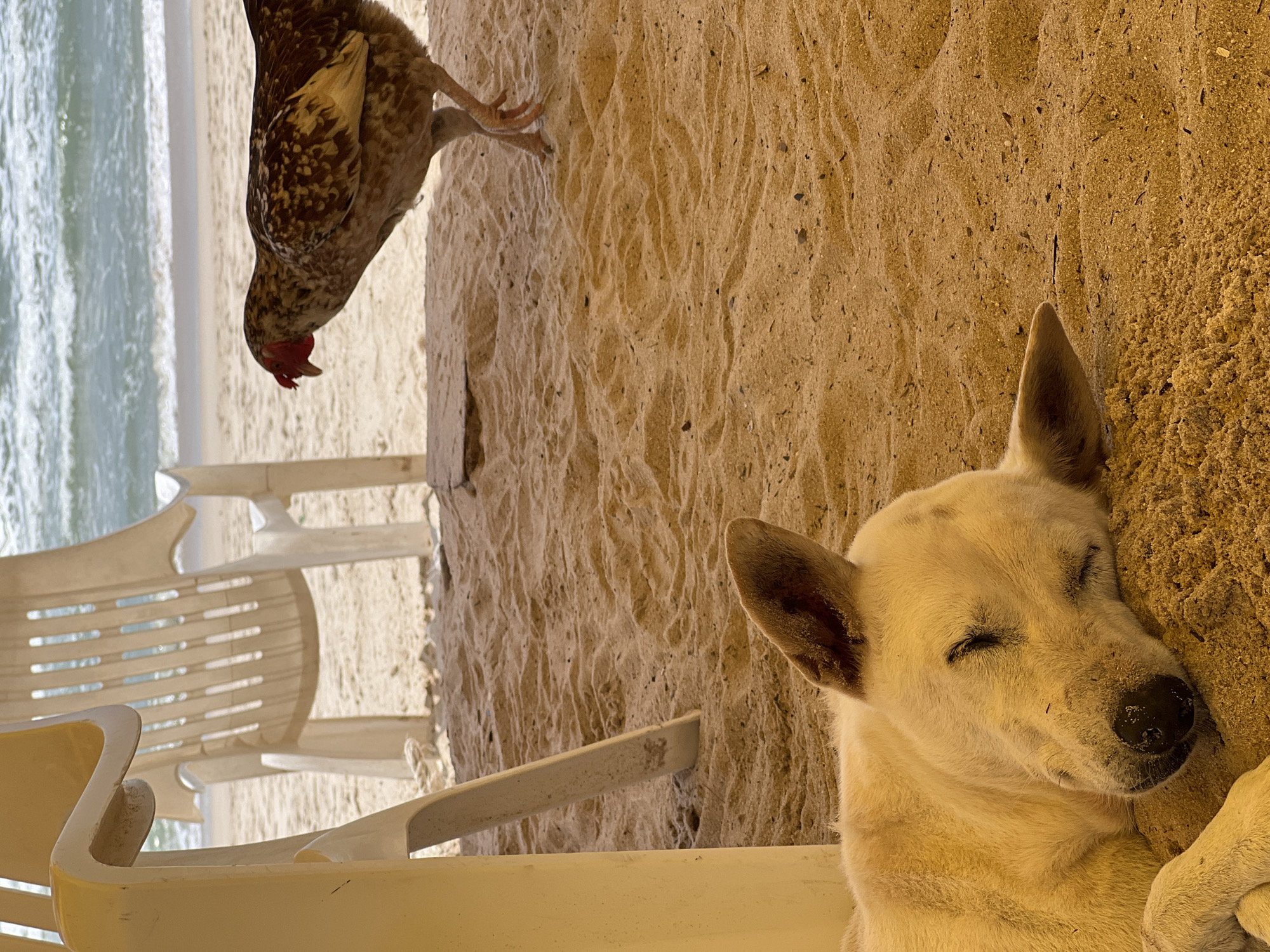 An overhead shot captures a tranquil beach scene. In the foreground, a light-colored dog sleeps peacefully on the sand, its head resting on the ground. Behind the dog, a hen stands on the sand, looking towards the ocean. In the background, the gentle waves of the sea lap against the sandy shore. Two empty white beach chairs are positioned on the sand, suggesting a relaxed and uncrowded atmosphere. The scene is bathed in natural light, casting a warm glow over the sand and creating a serene ambiance. The location is identified as Choeng Thale, Thailand.