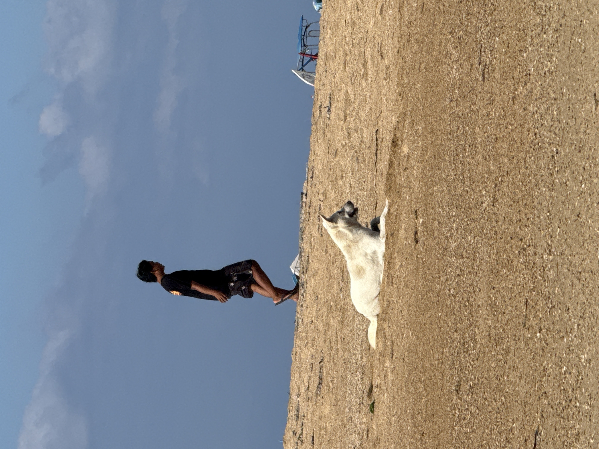 A person is walking on a tan-colored, sandy beach with a dog lying down in the foreground. The person, a male wearing a black t-shirt and patterned shorts, is walking from left to right, looking down. The dog, a white canine, is lying on its side with its head turned to the left, facing away from the person. The beach is sparsely covered with vegetation. In the background, there is a blue sky with scattered clouds. There are also some indistinct objects in the far background, appearing to be beach equipment. The scene is likely in a coastal area, possibly in Denpasar, Indonesia, given the environment and the type of beach.