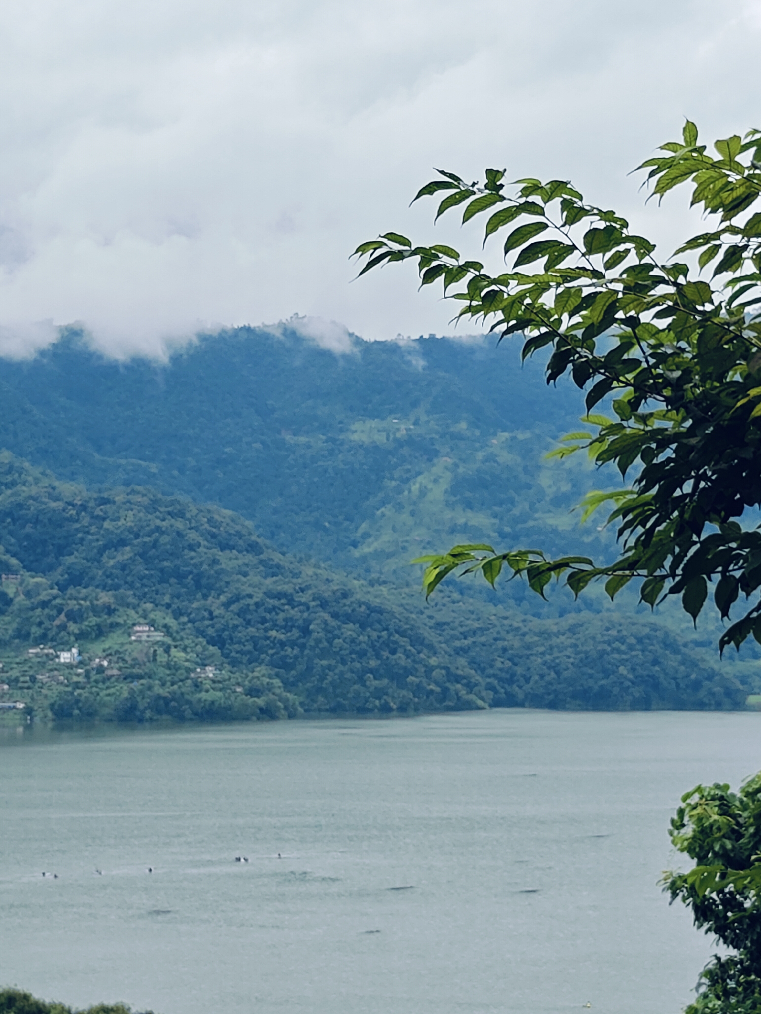 The image captures a scenic view of Phewa Lake in Pokhara, Nepal. In the foreground, lush green foliage from a tree drapes over the right side of the frame, partially obscuring the view. The lake itself is a dominant feature, its surface appearing calm and somewhat greyish, with subtle ripples indicating a gentle movement of water. Several small, dark figures, likely people, are visible scattered across the lake, some appearing to be in boats and others possibly swimming or engaged in water activities.
Beyond the lake, the landscape rises into rolling hills covered in dense, green forestation. The hills are layered and receding into the distance, with mist or clouds clinging to their peaks, creating a soft, hazy effect. On the lower slopes of the hills, on the left side of the image, small clusters of white buildings are visible, suggesting a settlement or village nestled into the terrain. The sky above is overcast with a light grey hue, contributing to the diffused lighting of the scene. The overall atmosphere is serene and natural, highlighting the beauty of the Pokhara valley.