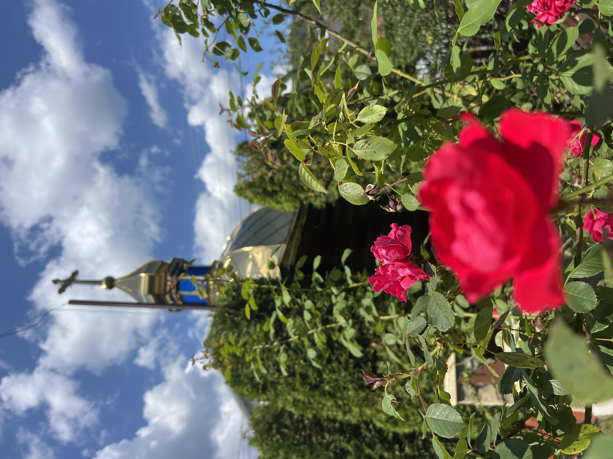 The image depicts a close-up view of vibrant red roses in the foreground, with a golden-domed church and lush green trees in the background. The sky is a clear blue with fluffy white clouds. The church, with its distinctive golden dome and blue accents, suggests a religious structure, possibly a Ukrainian Orthodox church. The presence of roses and the natural landscape indicates an outdoor setting, likely in a garden or near a residential area. The overall impression is one of natural beauty and religious symbolism. The location of Yaremche, Ukraine, adds a geographical context to the scene, implying that the church and surrounding environment are situated in this specific region of Ukraine.