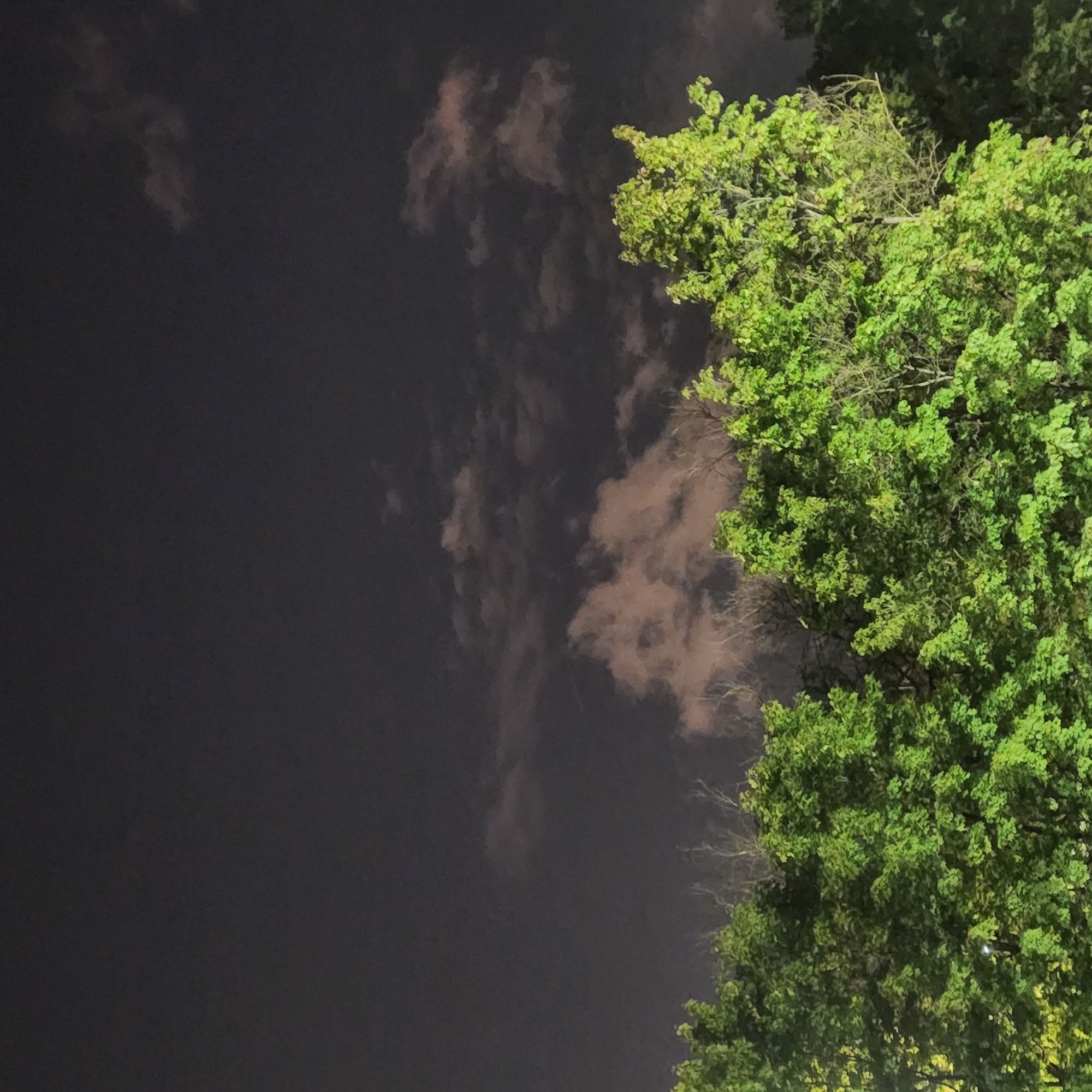 A nighttime photograph captures a dark, cloudy sky above a dense line of lush green trees. The clouds are illuminated by an unseen light source, casting a faint reddish hue on their undersides. The trees, primarily deciduous with full foliage, form a thick canopy that occupies the lower portion of the frame. Bare branches of some trees are visible through the leaves, particularly in the mid-ground. The overall scene is naturalistic, with no human presence or man-made structures readily apparent, suggesting a park or wooded area. The location is identified as Moscow, Russia.