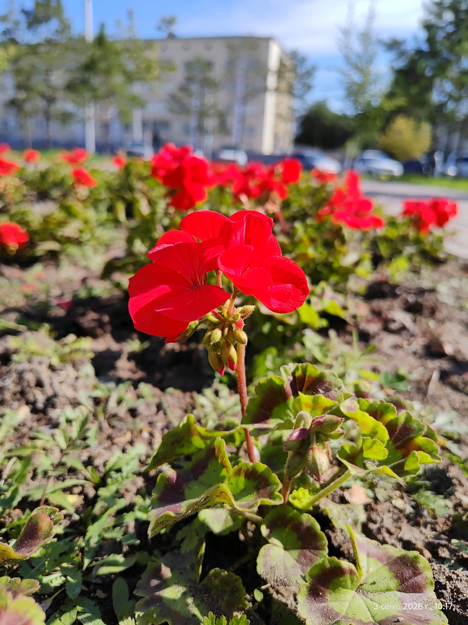 In the foreground, a vibrant red geranium flower is in sharp focus, its petals unfurling under the bright sunlight. The flower stem is thin and reddish, topped with several small, unopened buds clustered together. The leaves of the geranium are a mix of green and deep burgundy, with a slightly ruffled texture, and some are speckled with dust. The ground beneath the plant is a mixture of dry soil and sparse green vegetation. In the midground, a bed of similar red geraniums stretches out, creating a vibrant splash of color. Beyond the flowers, the background is softly blurred, showing the indistinct shapes of trees with green foliage and a light-colored, multi-story building. The sky is a clear, bright blue. The scene appears to be an outdoor flowerbed in a public space, possibly a park or a street-side garden, within the city of Astana, Kazakhstan. A timestamp in the lower right corner of the image reads "3 сент. 2026 г., 10:17," indicating the date and time the photograph was taken.