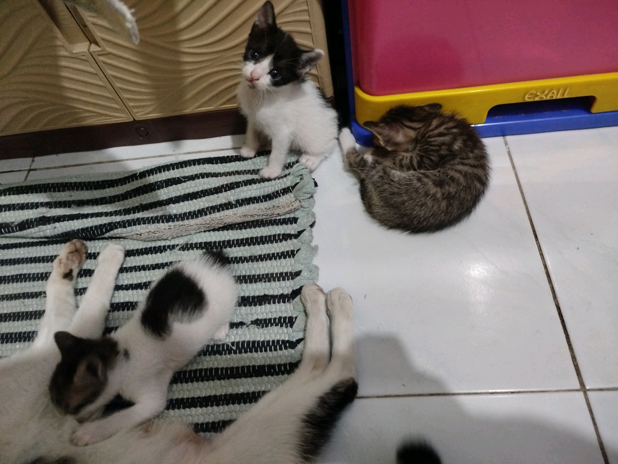 Three kittens are present in the image, one black and white, one tabby, and one black and white kitten lying down with what appears to be an adult cat. The kittens are on a striped rug in front of a textured, light brown cabinet. To the right of the kittens is a bright pink and yellow plastic container. The floor appears to be tiled. The scene is indoors, likely in a residential setting in Depok, Indonesia. The black and white kitten in the center is looking directly at the camera. The tabby kitten is curled up asleep. The kitten on the rug is nursing or interacting with the adult cat, which is partially visible.