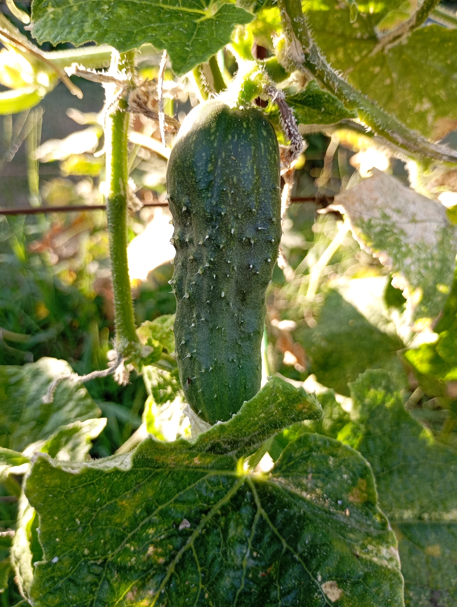 A close-up, eye-level shot captures a small, bumpy cucumber hanging from a vine. The cucumber is dark green and elongated, with prominent white spines. It is surrounded by large, green leaves that show some signs of wear and possibly frost damage, with light-colored powdery residue on their surfaces. Sunlight streams from the upper left, illuminating the scene and casting a bright glow behind the plant. The background is blurred, showing hints of green foliage and a wire fence. The image was taken in Horishni Plavni, Ukraine.