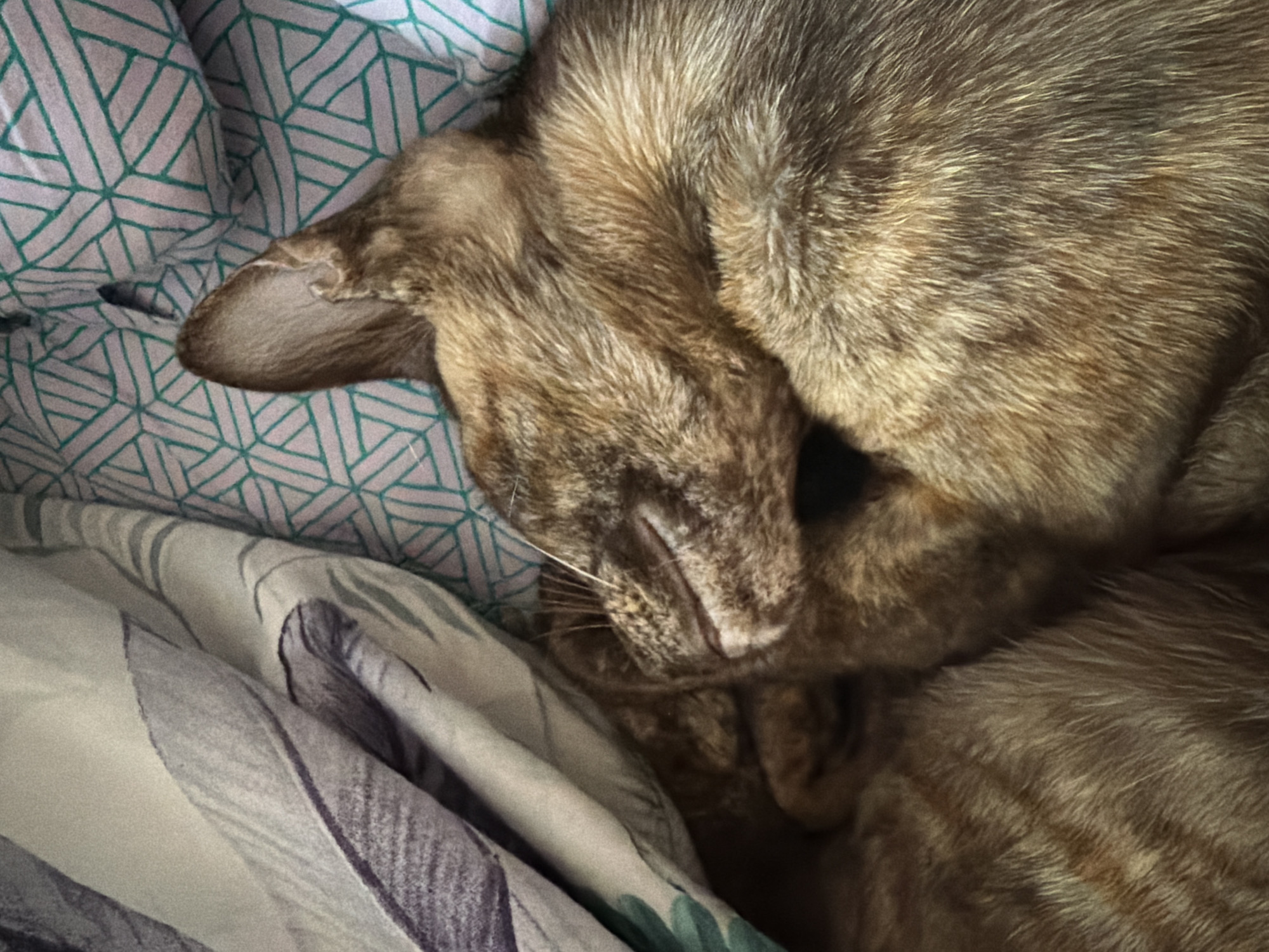 A close-up shot captures a domestic cat peacefully sleeping or resting in a cozy indoor setting, likely a bed or couch. The cat's fur is a blend of brownish-gold and darker, subtle tabby stripes, appearing soft and short. Its face is partially obscured, suggesting it is curled up and possibly resting its head on a paw or its body, with one ear clearly visible. A few white whiskers are discernible near its nose, hinting at its relaxed state.
The feline is nestled amongst two distinct pieces of bedding. The upper bedding features a geometric pattern of interconnected teal-green lines against a light, possibly white or pale grey, background. The lower bedding, draped beneath the cat, displays a softer, organic pattern of broad, sweeping shapes resembling leaves or petals in shades of purple, grey, and hints of green on a light background. The lighting in the image is somewhat dim, casting gentle shadows that enhance the tranquil and comfortable atmosphere of the scene. No discernible text is visible. The image evokes a strong sense of calm and domestic warmth.