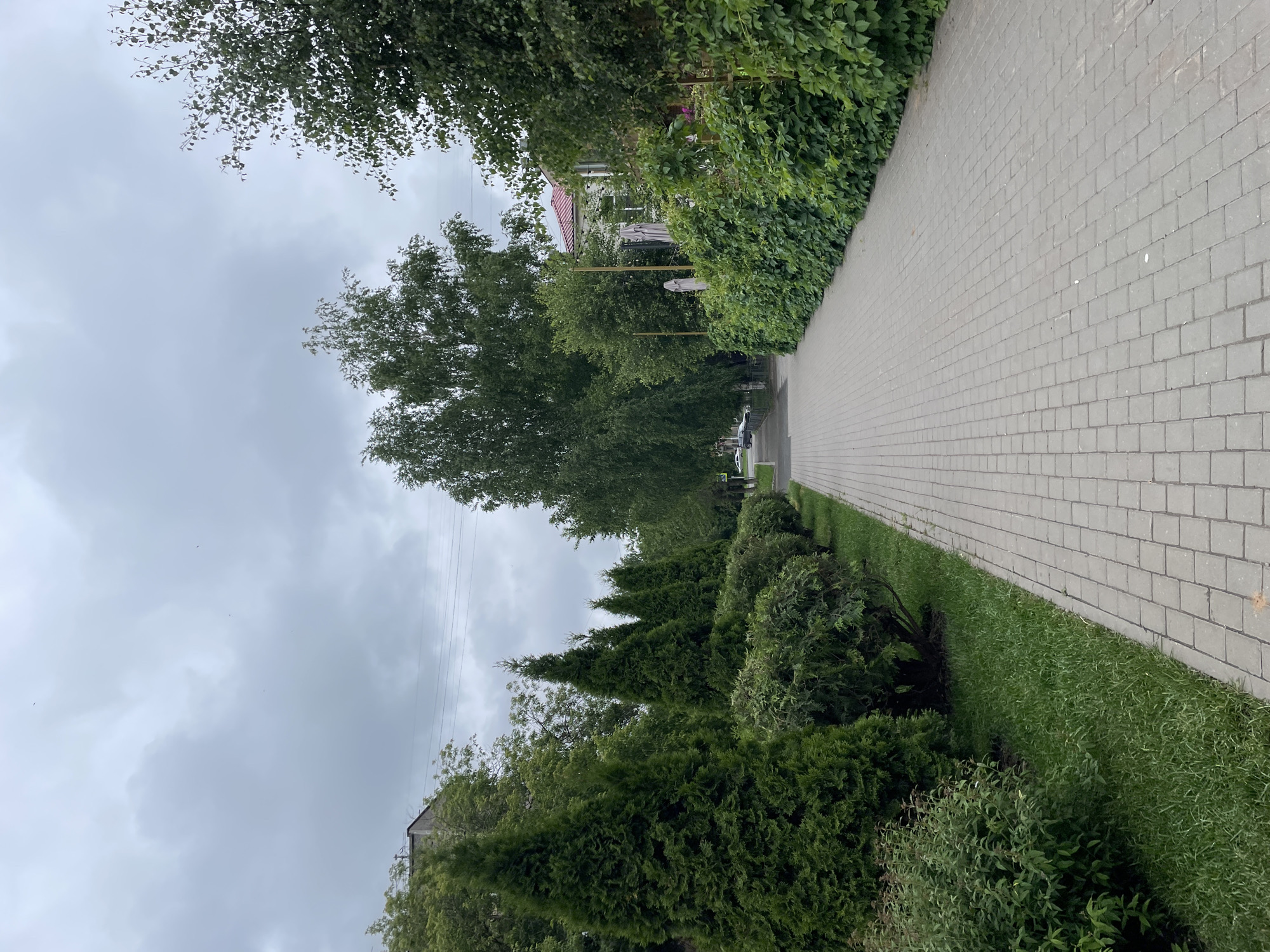 This is a vertical outdoor photograph depicting a paved pedestrian pathway in Izhevsk, Russia; the specific street or area is not identifiable from the image content. The scene is illuminated by diffused light under a uniformly overcast gray sky.
The foreground is dominated by a gray paved walkway, constructed from rectangular paving stones laid in a running bond pattern, which extends from the bottom of the frame and recedes into the distance. To the left of the pathway, a narrow strip of green grass borders a dense row of landscaping. This landscaping comprises several tall, conical evergreen trees (resembling Thuja), interspersed with rounded, bushy deciduous shrubs. Beyond this greenery, additional deciduous trees with lighter foliage are visible, along with a portion of a utilitarian-style building on the far left with a flat roofline.
On the right side of the pathway, a tall, thick wall of lush green climbing vines or ivy forms a natural barrier. Behind this barrier, parts of a building with a reddish tiled roof are visible. Adjacent to this building, two folded beige outdoor umbrellas suggest the presence of an establishment with outdoor seating, such as a cafe or restaurant. A faint pedestrian crossing sign is visible further down the path on the right. Thin power lines stretch across the mid-ground. No people or vehicles are present in the scene.