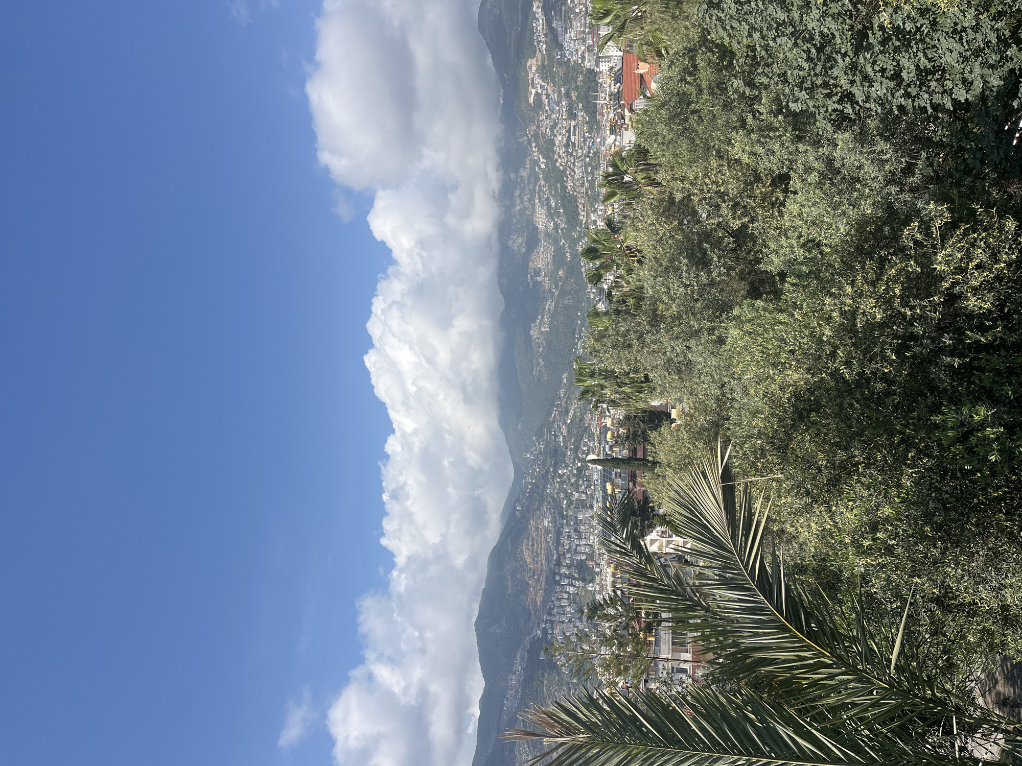 This image presents a vibrant, panoramic landscape view of a coastal city nestled against a backdrop of mountains under a clear blue sky. The scene is oriented vertically, displaying a vast expanse of bright azure sky on the left side, gradually transitioning to large, fluffy white cumulus clouds that occupy the upper and middle portions of the right side of the frame.
In the mid-ground and background, a densely built urban area, consistent with Alanya, Turkey, sprawls across the slopes of a large, green mountain range. Numerous buildings, predominantly with light-colored facades and some featuring distinctive red-tiled roofs, cascade down the mountainside towards what would be the sea (not visible in this frame). The mountains themselves are rugged, covered in vegetation, and their upper reaches are partially obscured by the cloud formations.
The foreground of the image is dominated by lush, green foliage. Various trees and shrubs with dense leaves create a natural frame for the view beyond. A prominent, spiky palm frond extends into the lower right corner, adding a tropical element to the scene.
The lighting indicates a bright, sunny day, likely midday or early afternoon, with clear weather and dynamic clouds. There is no visible human activity, and no text is discernible within the image.