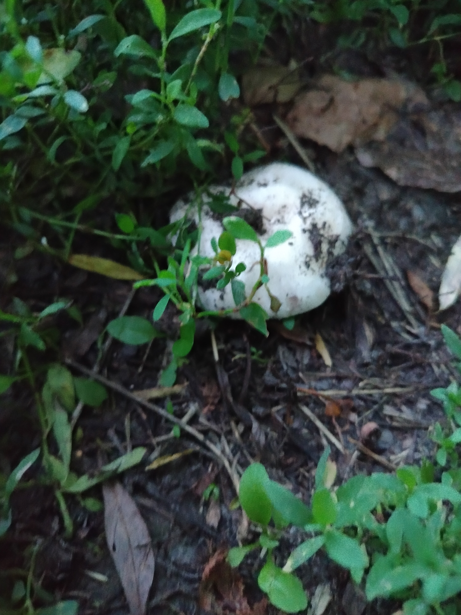 A white mushroom with dirt clinging to its cap is visible amongst green foliage and dark soil. Some dried leaves are scattered on the ground. The scene appears to be in a natural outdoor environment, likely a park or forest area in Novosibirsk, Russia. There are no people present in the image.