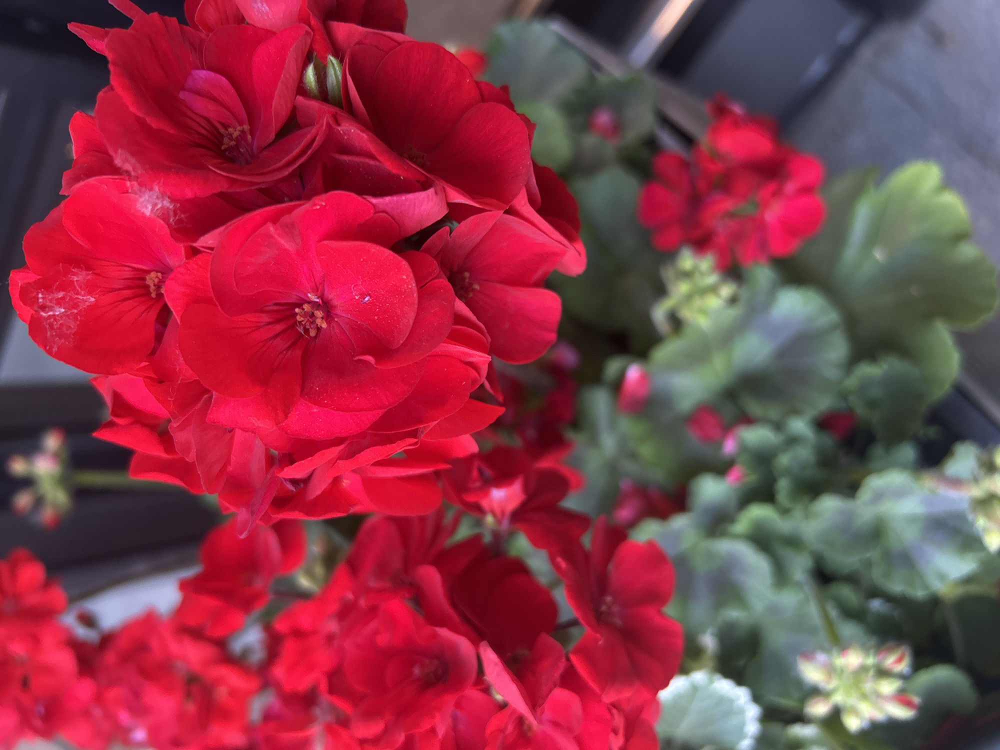 A close-up, shallow depth of field shot shows a cluster of bright red geranium blossoms in the foreground. The petals are vibrant and some appear slightly fuzzy or dusty. In the mid-ground and background, green leaves and more red flowers are visible, some in focus and some blurred. The setting appears to be outdoors, possibly in a planter or garden. The overall impression is one of lush, natural beauty, with a strong emphasis on the vivid red of the flowers.