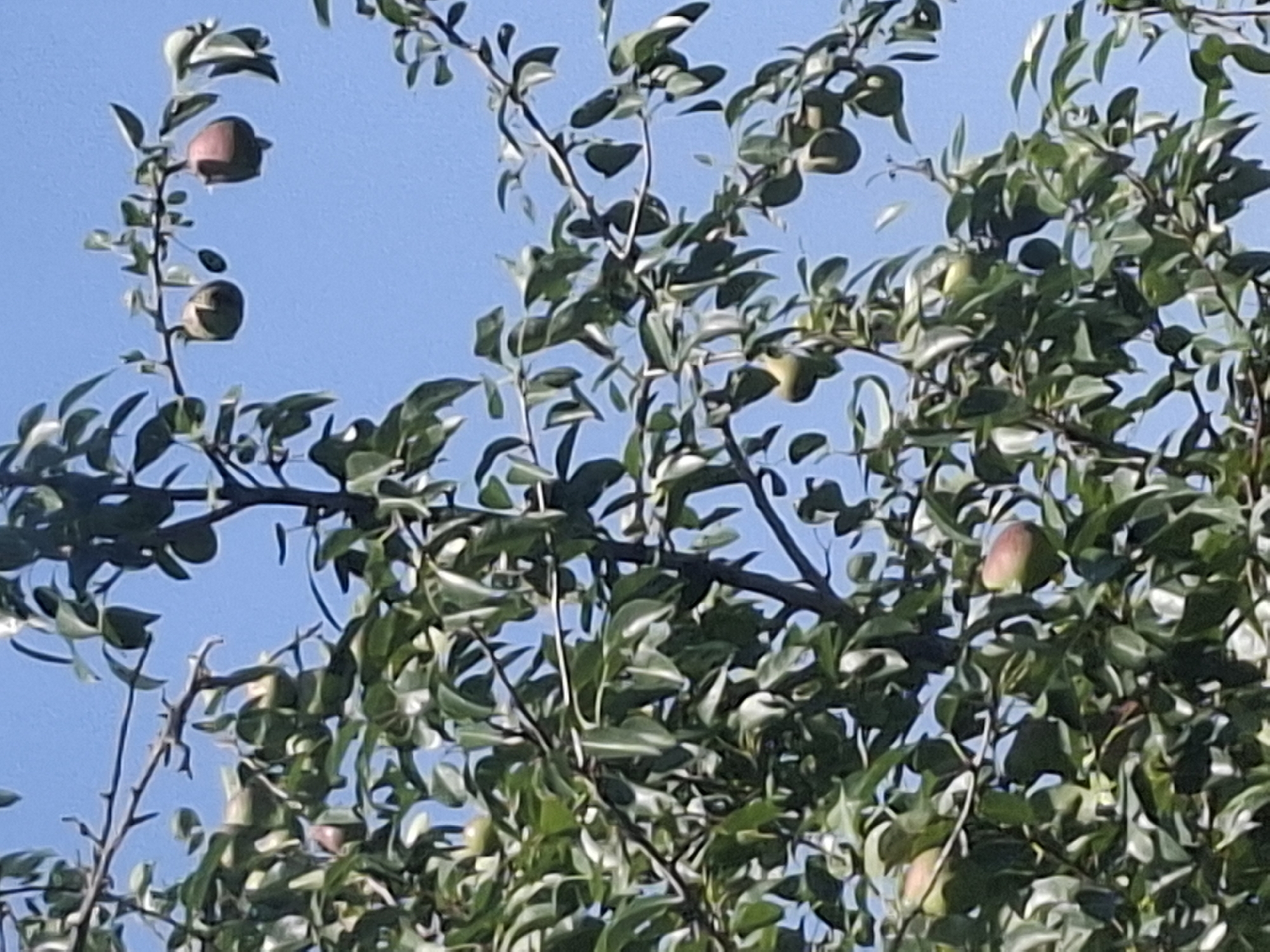 A close-up, downward-angled shot shows a tree with green leaves and several pears hanging from branches against a clear blue sky. The pears are varied in color, with some appearing green and others showing a reddish hue. The image quality is slightly grainy, particularly noticeable on the fruit. The scene appears to be outdoors, with no people or man-made structures immediately visible. The setting is likely a park or a garden in Almaty, Kazakhstan, given the presence of fruit-bearing trees and the typical clear skies observed in the region during certain seasons.