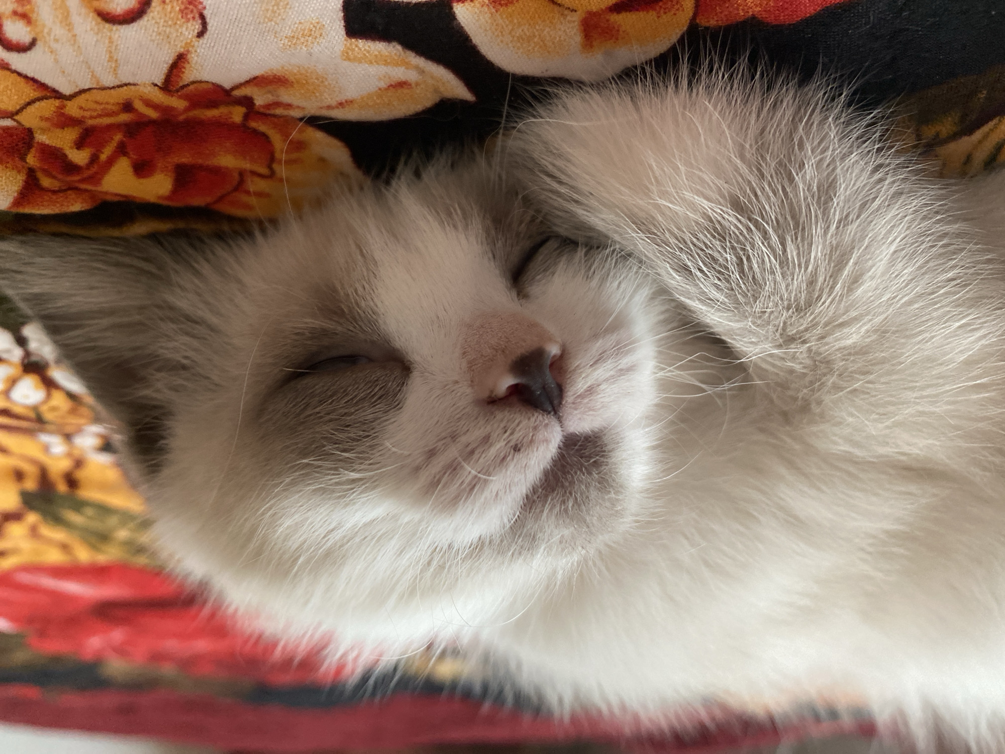 A close-up, eye-level shot shows a very young, light-colored kitten sleeping on a floral-patterned cloth. The kitten's fur is soft and fluffy, with a mixture of white and light gray. Its eyes are closed, and its nose is a small, dark pink. The kitten's paws are tucked close to its body, and its tail is curled around its side. The floral cloth is a mixture of red, yellow, and black colors, with large, stylized flowers. The background is blurred, indicating a shallow depth of field. The image appears to have been taken indoors, with natural light. There is no identifiable information about the location in Kisliakovskaya, Russia.