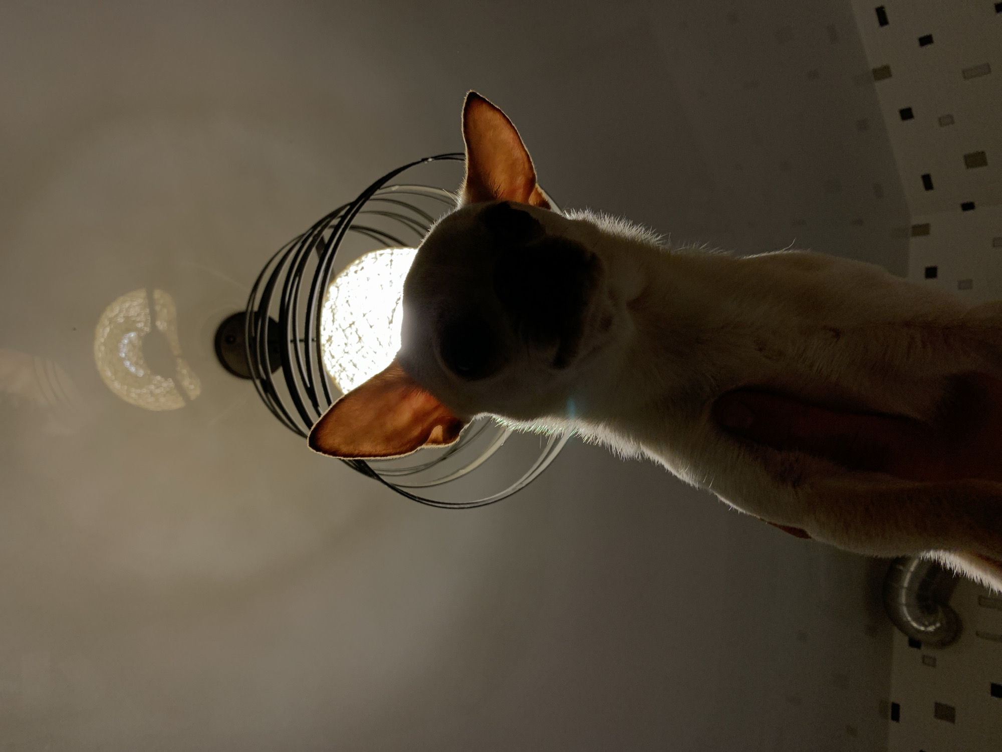 The image shows a low-angle shot of a chihuahua dog being held up towards a ceiling light fixture. The dog's face is partially in shadow, with its ears prominently lit by the overhead light. The background consists of a textured ceiling and a portion of a wall with a tiled pattern. There is a hand visible supporting the dog from below. The scene appears to be indoors, possibly in a residential setting. The location in the city of Rustavi, Georgia, is not discernible from the visual information provided in the image.