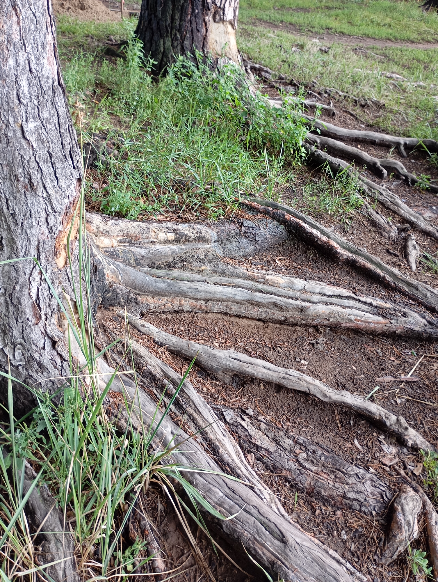 The image shows the exposed roots of two large trees in a park area in Chaikovsky, Russia. The trees are on a slight incline, with the ground covered in soil, pine needles, and sparse green grass. The roots are thick and gnarled, some appearing weathered and aged. In the background, more greenery and the base of another tree are visible. The scene appears to be a natural or semi-natural environment within a city park. There are no people or animals present. The lighting suggests it is daytime.