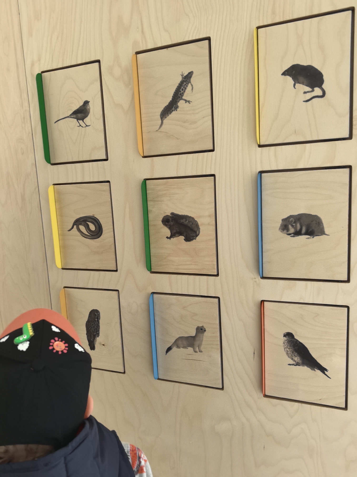 An indoor scene features a child with their back partially to the viewer, facing a wooden wall display in what appears to be an educational or museum setting in Perm, Russia. The child wears a black beanie adorned with a green cartoon worm, an orange sun, and white cloud patches, a dark blue quilted vest, and a patterned long-sleeve shirt.
The light-colored wooden wall exhibits nine square-shaped wooden panels arranged in a 3x3 grid. Each panel features a monochrome illustration or photograph of an animal. A vertically oriented colored strip is visible on the left edge of most panels, suggesting an interactive or categorical element.
From left to right, top row:
1. A panel with a green strip depicts a small, dark-plumaged passerine bird in profile, facing left.
2. A panel with a yellow strip shows a spotted lizard or newt, facing left.
3. A panel with a yellow strip displays a dark silhouette of a small mammal with a pointed snout and tail, resembling a shrew or mole.
Middle row:
4. A panel with a yellow strip features a coiled snake.
5. A panel with a green strip illustrates a broad-bodied frog or toad.
6. A panel with a blue strip shows a stocky rodent, possibly a vole or marmot-like creature.
Bottom row:
7. A panel partially obscured by the child's head, but clearly visible, shows a dark-feathered owl in profile, facing left.
8. A panel with a blue strip depicts a slender mammal, likely a weasel or stoat, in profile, facing left.
9. A panel with an orange strip features a dark bird with a curved beak and strong talons, characteristic of a small raptor like a falcon or kestrel, facing left.
The wooden wall exhibits visible grain, and the entire display is well-lit. The child is positioned to view the exhibit, indicating an active interaction with the displayed animals.