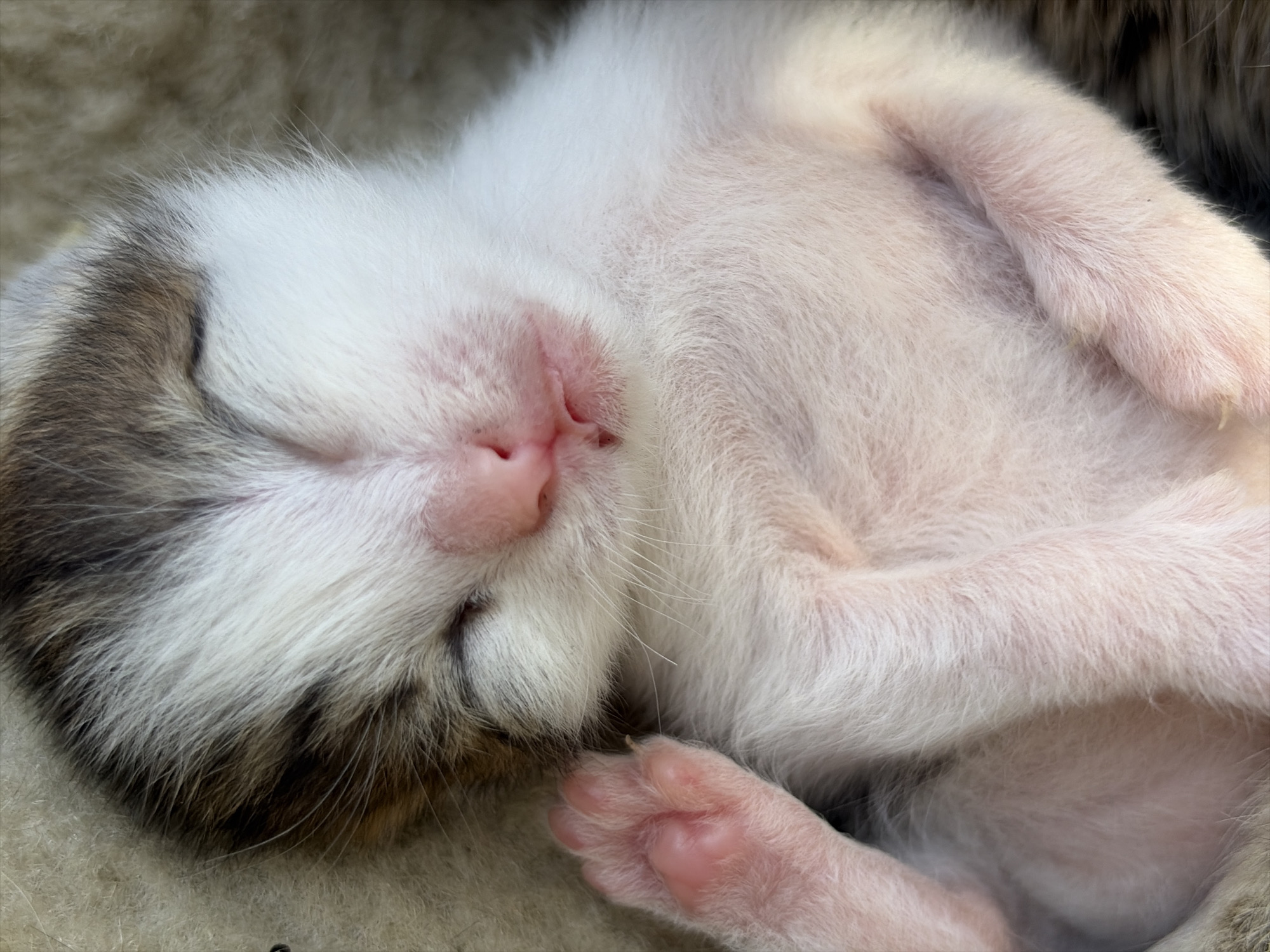 A newborn kitten lies asleep on a soft, neutral-colored surface. The kitten has white fur on its body and face, with grey and brown fur on the top of its head. Its eyes are closed and its pink nose is clearly visible. One pink paw is visible near its face. The location is unknown.