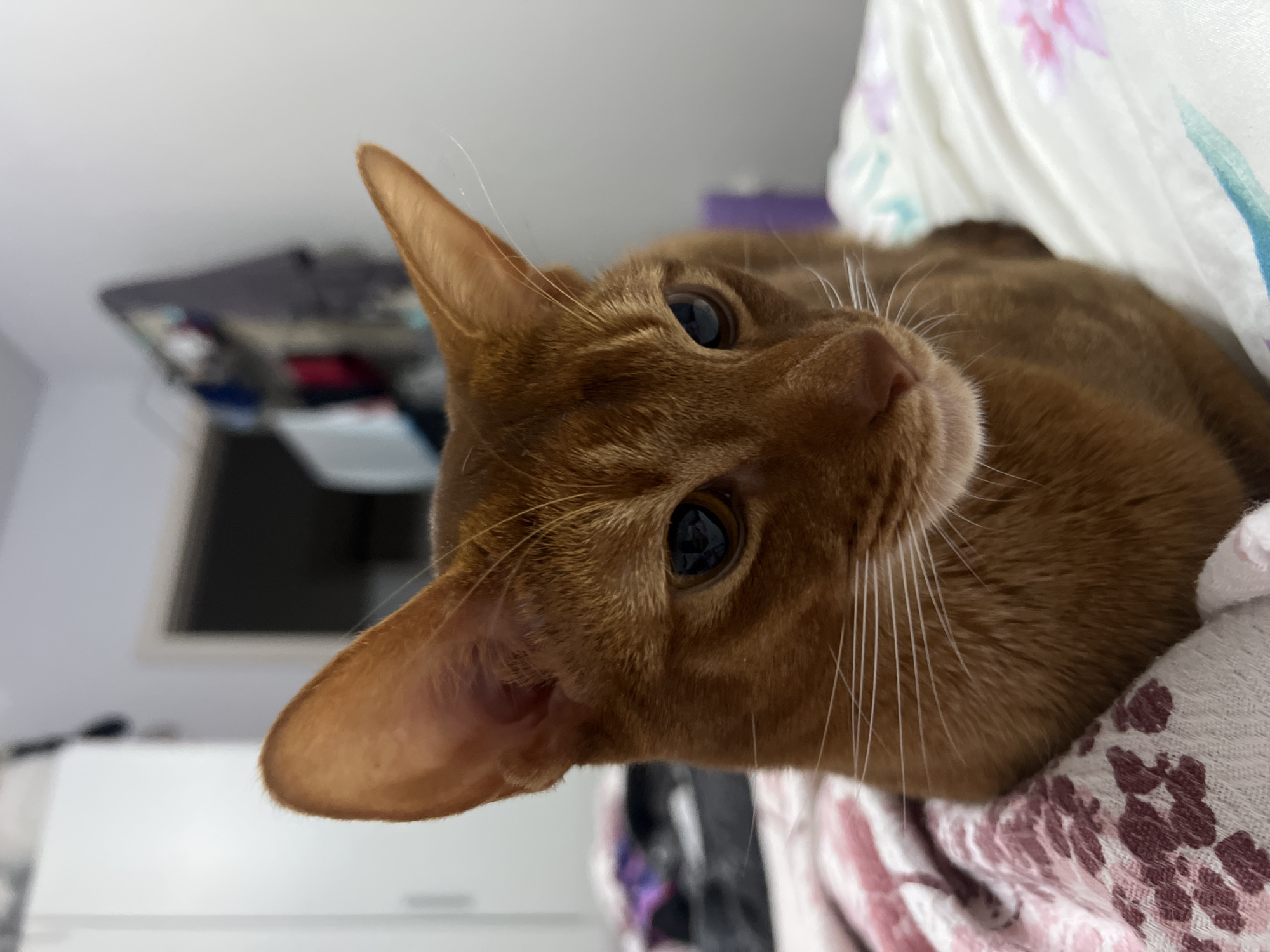 The image presents a close-up, angled portrait of a domestic cat with distinctive orange-brown fur, suggestive of an Abyssinian breed. The cat's head is tilted, and its large, dark eyes are wide open, gazing directly at the viewer with an expression of curiosity and alertness. Its prominent, pointed ears are visible, along with its light pinkish-brown nose and long, white whiskers that fan out from its muzzle.
The cat is positioned against a soft, white textile, likely bedding or a pillow, which is adorned with a delicate floral pattern in shades of pink, purple, and hints of blue or green. This fabric partially frames the cat's body on the right side of the image.
The background is softly blurred, indicating a shallow depth of field, and reveals an indoor setting. Visible elements include a light-colored wall, a white piece of furniture (possibly a dresser or desk), and some indistinct, darker objects in the distance, suggesting a typical home environment. The lighting is bright and even, implying it is daytime indoors. There is no visible text. This scene is contextually located in Kazan, Russia.