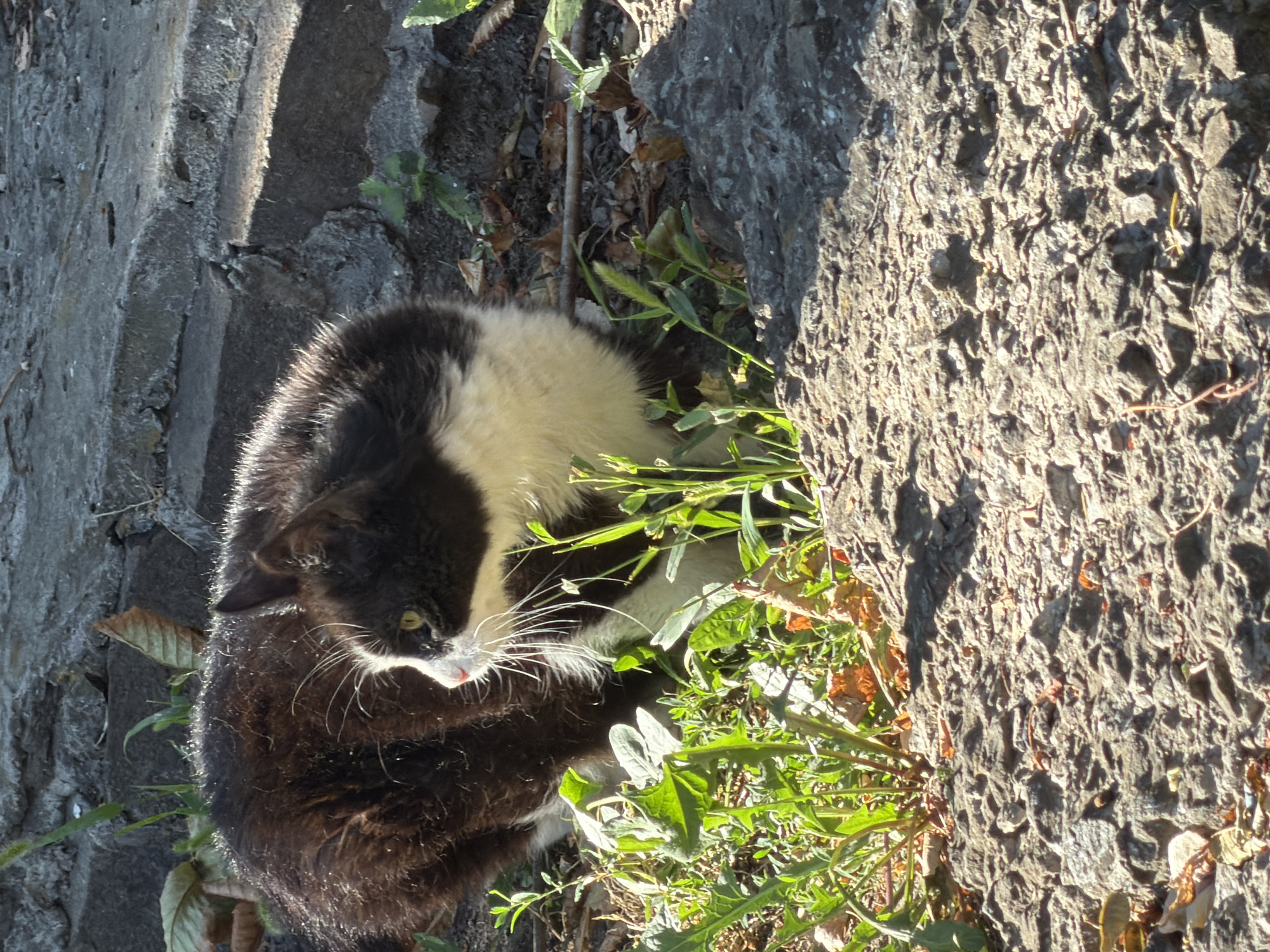 A black and white cat is pictured outdoors, sitting amongst rocks and green plants. The cat is facing right, with its head turned towards the viewer. It has yellow eyes, white whiskers, and a white chest and muzzle. The cat's fur is dark brown and black with some white markings. The background consists of grey concrete structures and dry leaves scattered on the ground. The scene appears to be in a park or natural area within the city of Rostov-on-Don, Russia.