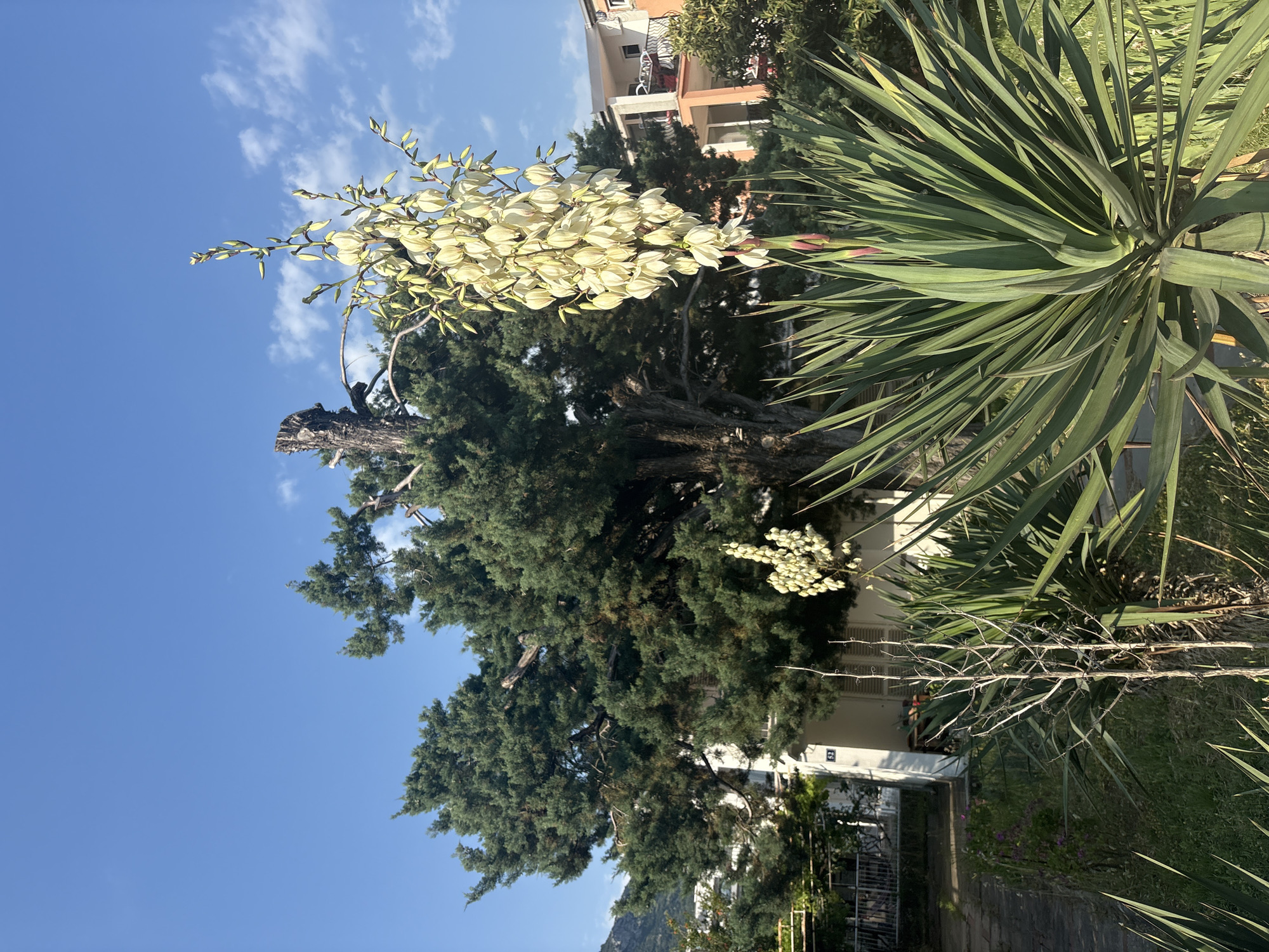 The image shows a sunlit outdoor scene in Bar, Montenegro. A tall, flowering Yucca plant with white blossoms dominates the right side of the frame. Behind it is a dark green tree, possibly a juniper, with a dead, pruned section at the top. A building with orange and white tones is in the upper center background. Below the juniper tree is a lower structure, likely a house, with white walls and louvered windows. The sky is blue with scattered clouds. A mountain or hill can be seen at the bottom. A sidewalk is in the foreground, leading to the house. Fencing and smaller trees are also visible.