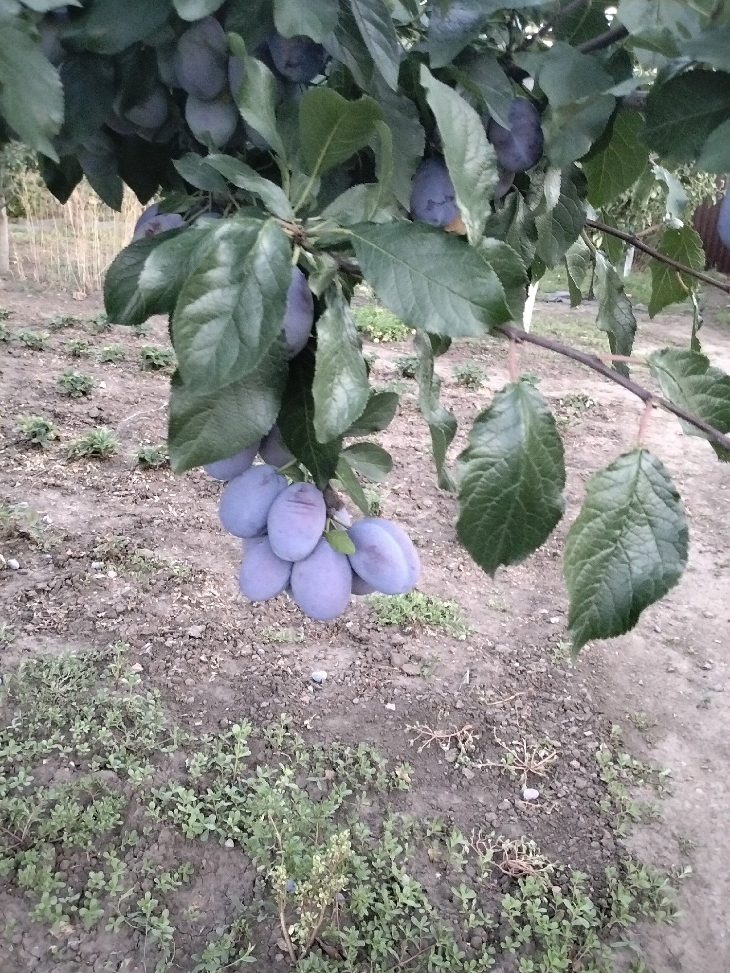 In Nizhnedonskoy, Russia, a close-up, eye-level shot captures a plum tree branch laden with ripe, purple plums. The plums, clustered together, hang amidst lush green leaves. The ground below is a mixture of soil and sparse vegetation, with some small plants and dried leaves visible. The overall lighting suggests an overcast day. The image is a snapshot of fruit ripening on a tree in a natural outdoor setting.