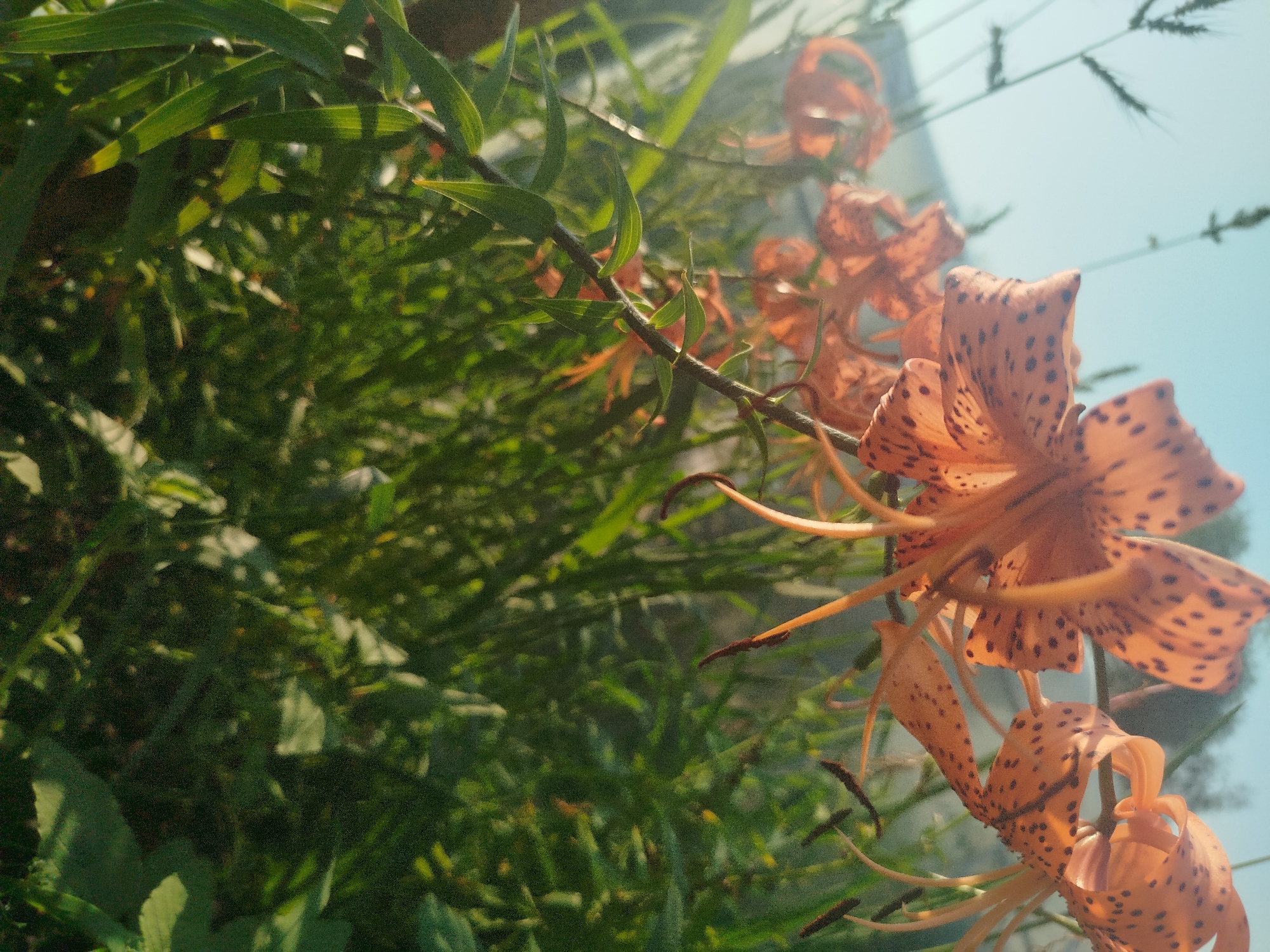 The image shows a close-up of several orange tiger lilies with dark spots. The lilies are on a thin stem with green leaves. The background is a blur of green foliage and a light blue sky. There is no indication of people or any specific location in Zavodoukovsk, Russia.