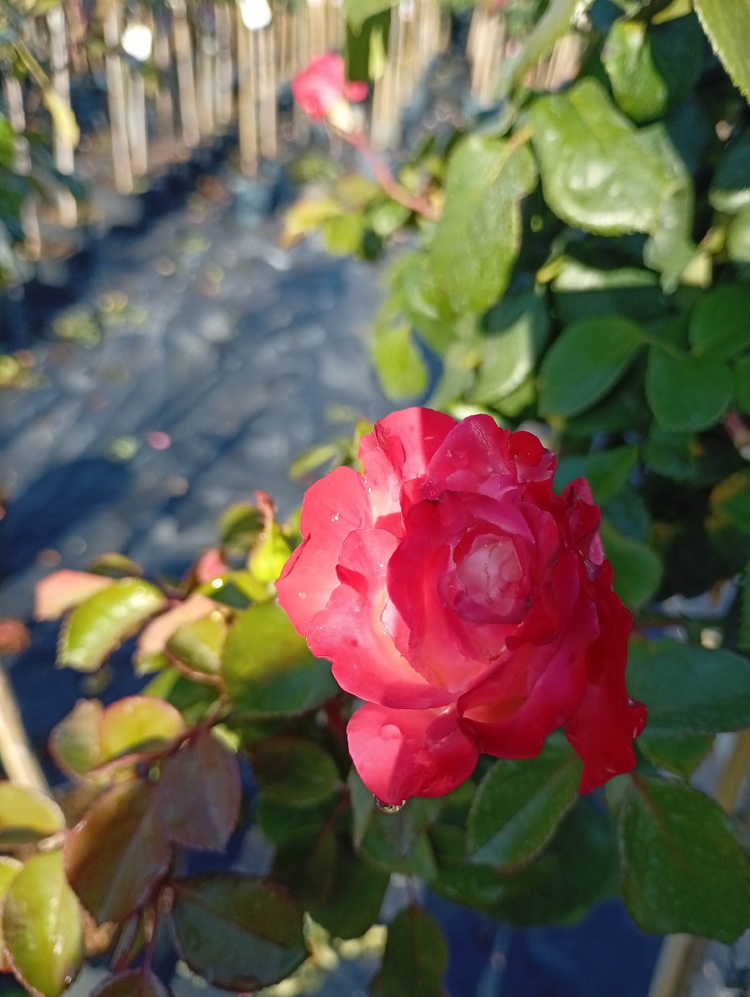 The image shows a close-up of a vibrant red rose in bloom, with water droplets visible on its petals, suggesting recent rain or watering. The rose is positioned in the foreground, taking up a significant portion of the frame. Behind the rose, lush green rose leaves are prominent, some catching the sunlight and appearing lighter. In the background, the scene is blurred but shows rows of plants, likely in a nursery or garden center, with thin vertical stakes and dark ground cover. The lighting indicates it is daytime, with sunlight creating highlights on the foliage and flower. The specific location of Holm, Germany, is not visually discernible from the image itself.