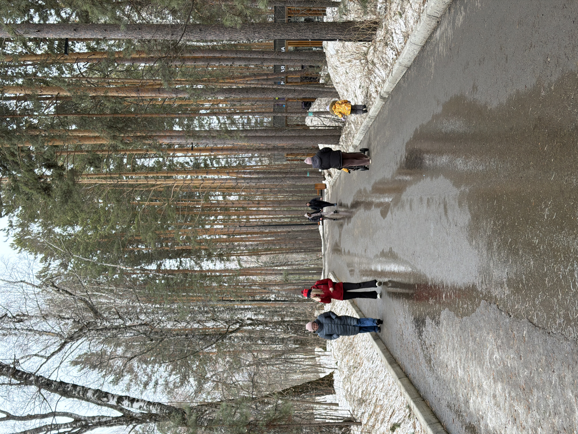 The image depicts a path in a park in Krasnoyarsk, Russia, lined with tall pine trees. Several people are walking on the path. Some snow is visible along the edges of the path. The pavement is wet.
