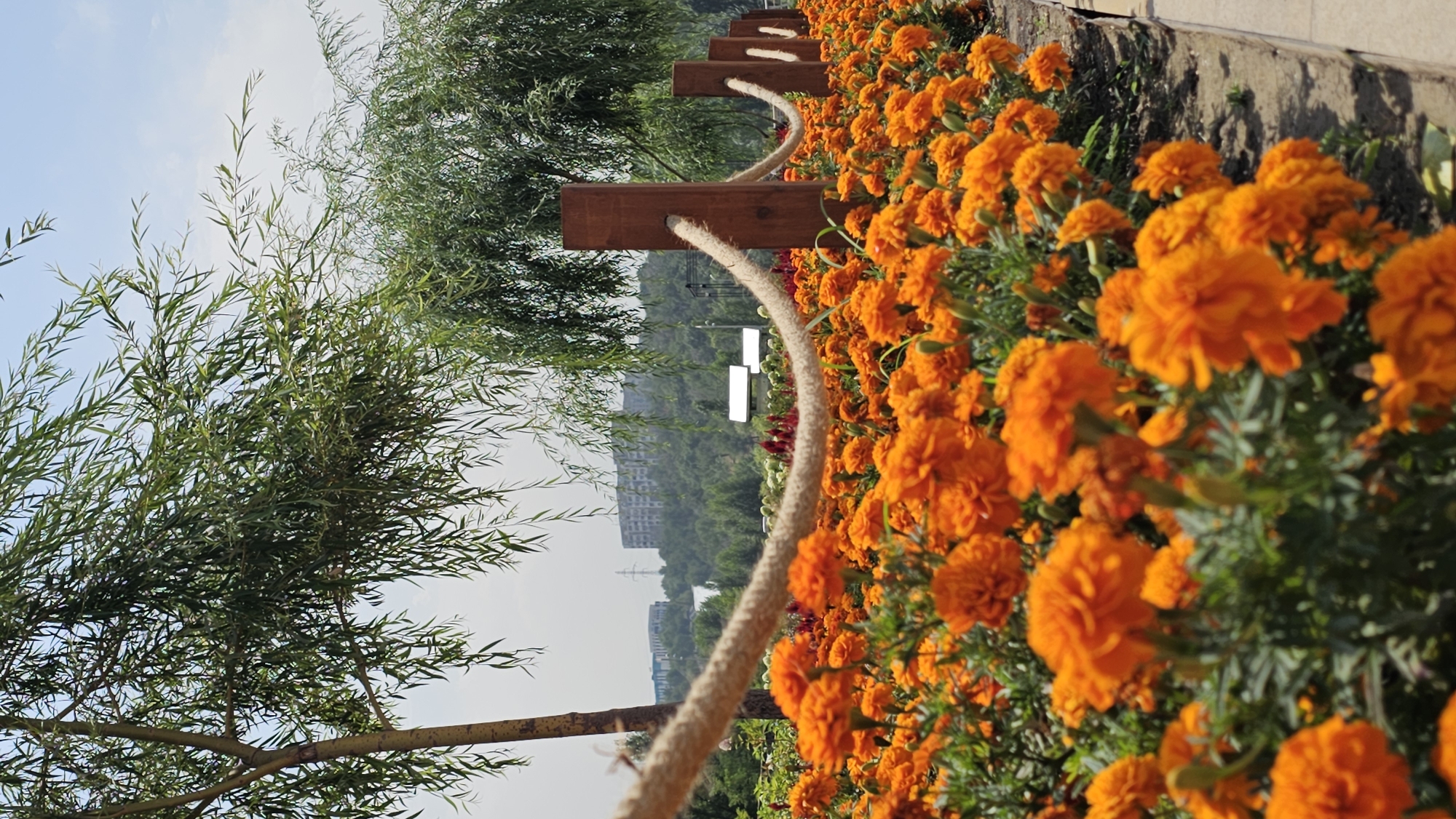 This is a vertical, eye-level, full shot of a flowerbed filled with bright orange marigolds in a park setting. A thick, braided rope fence, supported by wooden posts, runs diagonally across the image from the left foreground to the right midground. The rope is a prominent feature, with one post visible in the right midground, and several more receding into the distance.
Behind the flowers, several weeping willow trees with long, drooping branches dominate the upper portion of the image. The trees' leaves are a lush green, with some lighter green foliage suggesting new growth.
In the background, a city skyline is visible, with several multi-story buildings situated on a gently sloping hillside. The buildings are light-colored, and some appear to be residential apartments. A tall, lattice-like electrical pylon is also visible on the hillside behind the buildings. The sky is a pale blue with some wispy white clouds.
The scene suggests a public park in Almaty, Kazakhstan, likely designed for recreation and visual appeal, with a clear separation of areas using the rope fence. No people are visible in the image. The lighting indicates it is daytime, likely late morning or early afternoon, with the sun casting a soft light. The foreground is slightly out of focus, drawing the viewer's eye to the vibrant marigolds and the rope fence.