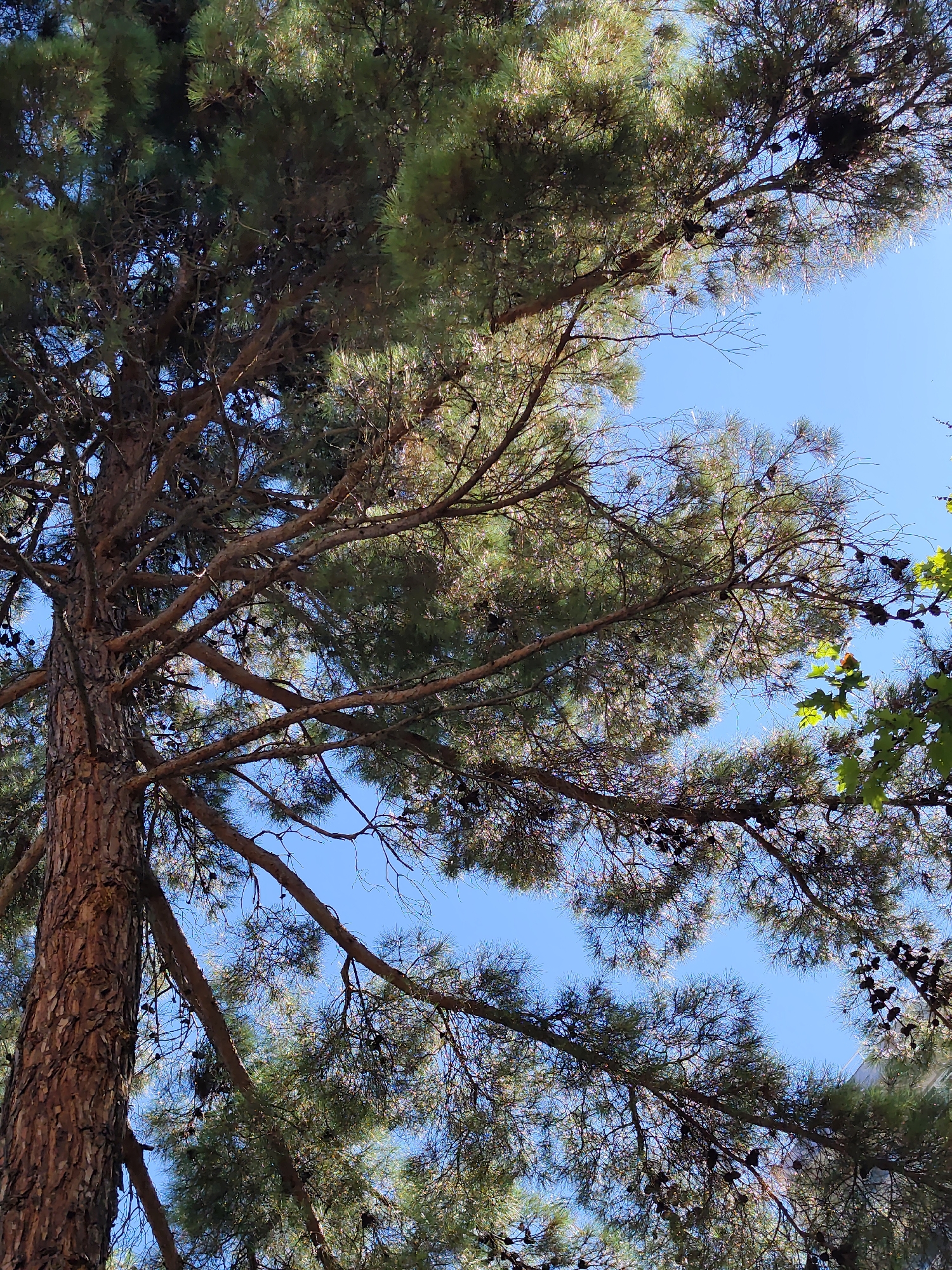 This is a low-angle, full shot photograph taken from below a large coniferous tree, likely a pine, on a clear, bright day. The tree's trunk, with its rough, reddish-brown bark, is visible on the left side of the frame, extending upwards and branching out extensively. The branches are laden with dark green pine needles and numerous pine cones. The sky is a vibrant, cloudless blue, visible through the gaps in the branches and needles. Sunlight filters through the foliage, creating dappled light and shadows. On the right side of the frame, a few leaves of a deciduous tree, appearing bright green, are also visible, suggesting a mix of vegetation. The overall impression is one of natural beauty and a peaceful, outdoor setting. This scene could be found in a park or forest area within the city of Sochi, Russia, known for its lush greenery and proximity to nature.