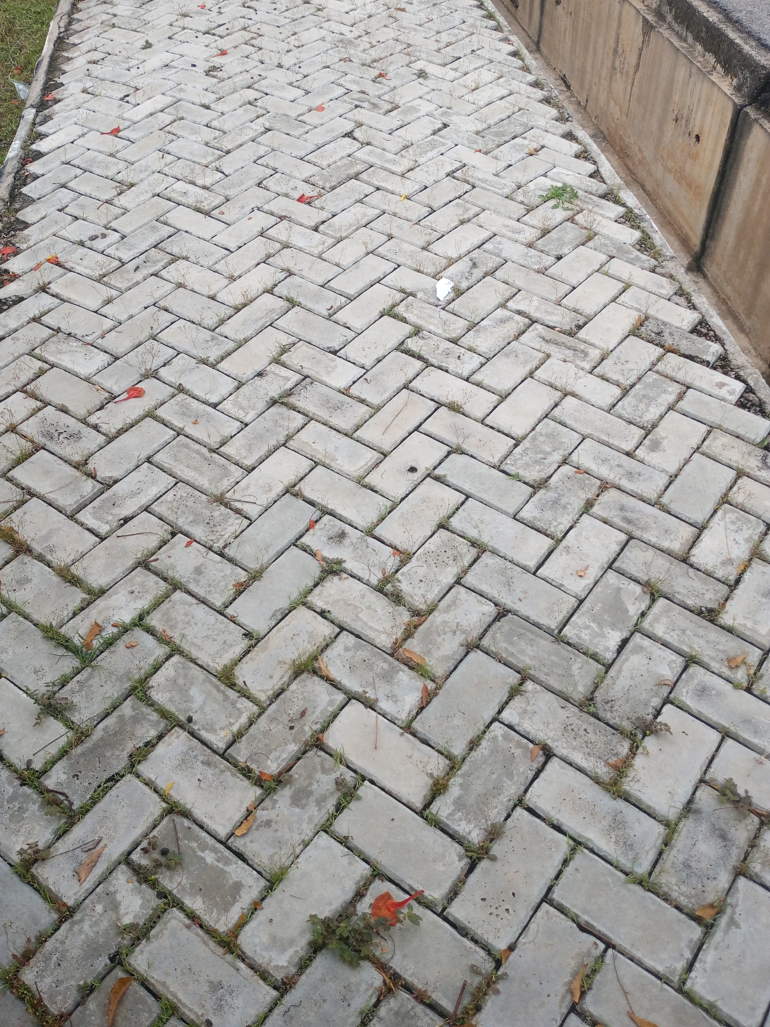 The image shows a paved walkway made of grey interlocking bricks laid in a herringbone pattern. Small patches of grass and some fallen orange and brown leaves are scattered across the walkway, suggesting an outdoor setting in a place that experiences seasons or where trees shed leaves. The walkway appears to be moderately weathered. On the right side of the walkway, a concrete curb or wall is visible, indicating the edge of a road or a drainage area. The lighting suggests it is daytime, but the sky is not visible to determine specific weather conditions. There are no people or animals in the image. No text is visible. The location context provided is Jalingo, Nigeria.