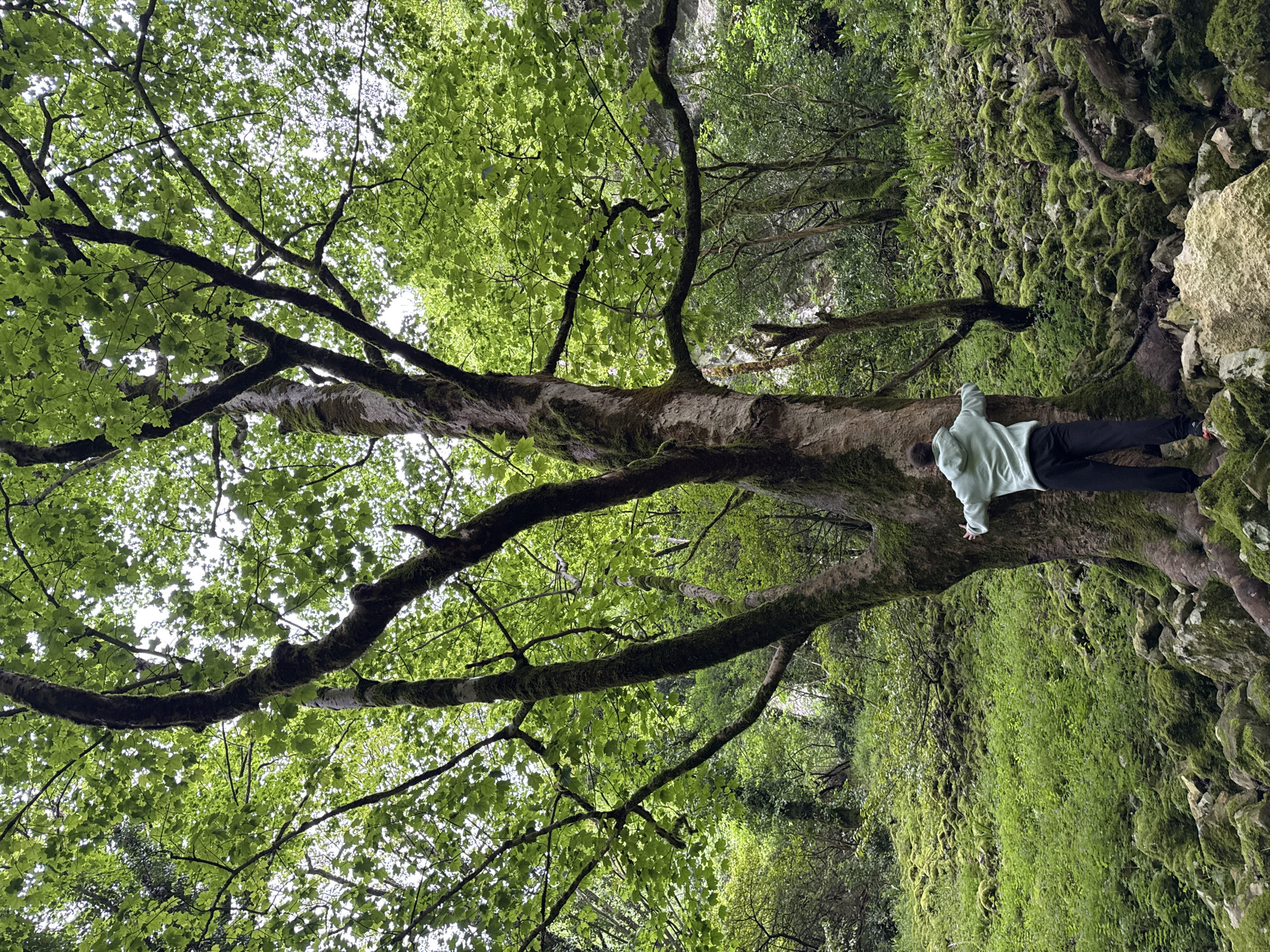A low-angle, rotated, eye-level shot depicts a person lying prone on a large, moss-covered tree branch within a lush forest environment, potentially near Tsabal, Abkhazia. The individual, facing to the right, is wearing a light green hoodie and dark-colored pants. Their left arm is extended onto the branch, while their body lies along its length. The tree trunk is substantial, with gnarled branches extending outwards and upwards, partially obscuring the sky. The dense canopy is composed of green leaves, allowing fragmented light to penetrate. The background features a verdant slope covered in moss and ferns, suggesting a damp and shaded environment. The composition is dominated by the tree, emphasizing its size and the person's position within the natural setting.