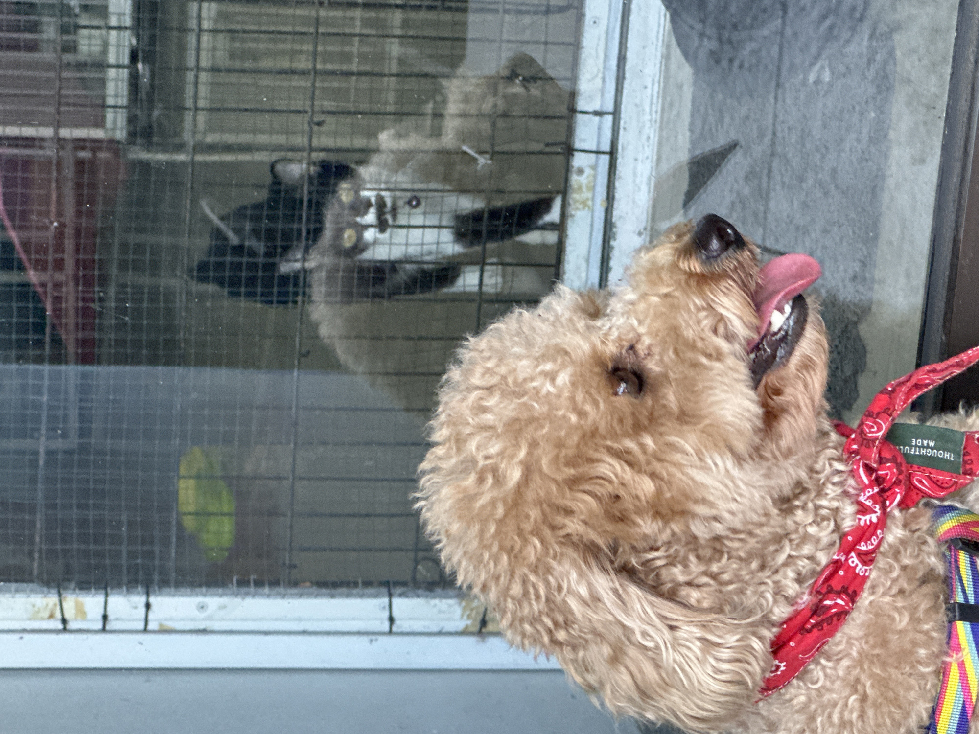 A light brown, curly-haired poodle-type dog, wearing a red patterned bandana and a multi-colored harness, occupies the foreground, facing right with its tongue slightly extended. Behind the dog, a clear glass window with a dark metal grid reveals a black and white cat with prominent yellow eyes observing from the interior. A blurred green object is visible through the upper left section of the window. The window frame is white, and the immediate exterior ground surface is grey. This scene is located in Dalung, Indonesia.