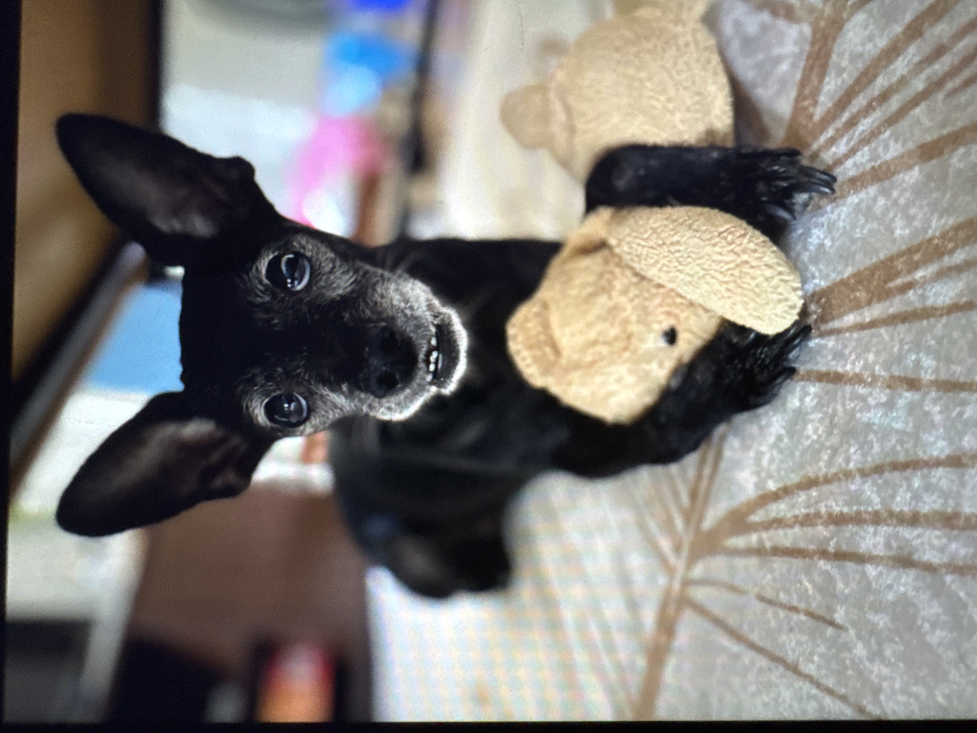 A small black dog with large ears and graying fur around its muzzle lies on a patterned surface, hugging a tan teddy bear. The dog's paws are wrapped around the bear, and its mouth is slightly open, revealing small teeth. The background is blurred, showing hints of indoor furniture and colorful lights. The image is taken from a slightly high angle, focusing on the dog and its toy. The location in Plovdiv, Bulgaria, is not discernible from the visual information provided.
