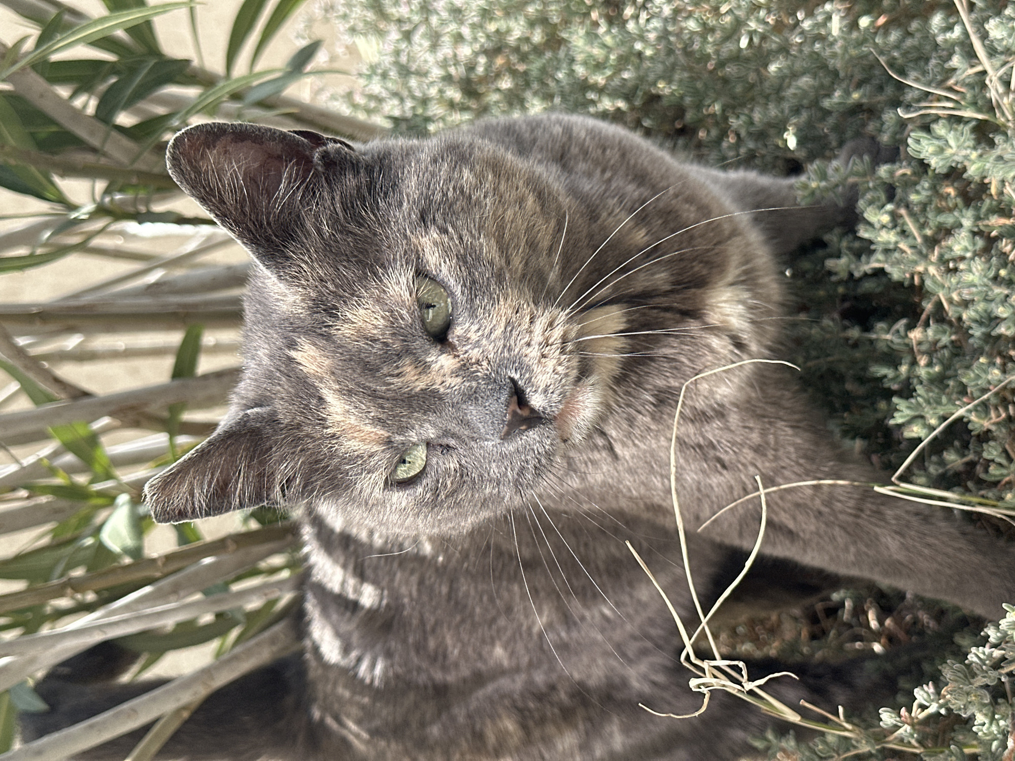 A grey and tan cat is positioned amongst foliage, facing the camera. The cat has green eyes, and its fur is a mix of grey and tan colors. The background is a mix of green plants and foliage. The photograph appears to have been taken outdoors in daylight. The location is the city of Budva, Montenegro.