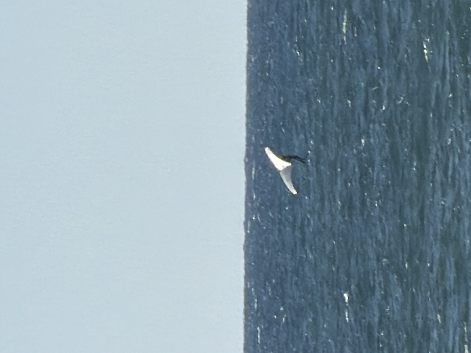 The image displays a clear blue sky meeting a dark blue sea, though the photograph is oriented vertically. In the original orientation, the left side of the frame shows a uniform, light blue sky, while the right side features the textured, dark blue surface of a body of water, likely the sea.
A single bird is the primary subject, captured in flight against the backdrop of the sea. It appears to be a seabird, with bright white underparts and darker upperparts or wings. The bird is centrally positioned, seemingly soaring or gliding just above the water's surface or within the portion of the frame dedicated to the sea. Its wings are spread wide, indicating active flight.
The sea exhibits a slightly rippled or choppy texture, with visible glints of white that suggest sunlight reflecting off the water's surface. The sky is bright and cloudless, characteristic of a clear daytime. There is no visible land, only the expanse of sea and sky.
The scene depicts a tranquil marine environment. Given the location context of Tel-Aviv, Israel, this is likely a view of the Mediterranean Sea. No human subjects, objects other than the bird, or visible text are present in the image.
