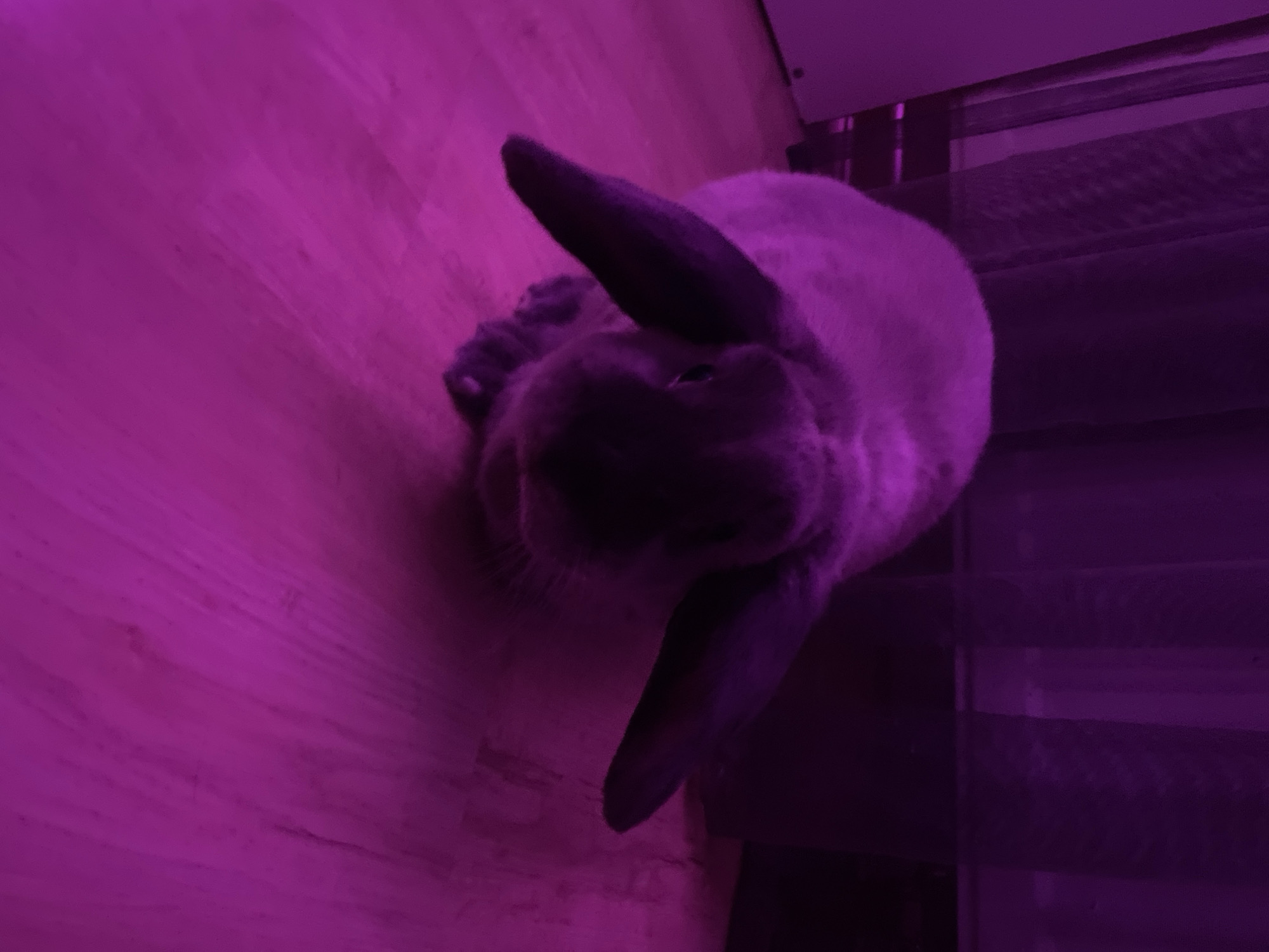 This image, taken in Votkinsk, Russia, depicts a domestic rabbit resting on a wooden floor within an indoor setting. The entire scene is saturated with a strong, artificial purple light, giving the photograph a monochromatic, violet tint. The rabbit, possibly a lop breed, has light-colored fur that appears purple under the ambient lighting. Its head is slightly turned, and one of its floppy ears is prominently visible, extending towards the bottom-center of the frame. In the background, on the right side, a window or a set of horizontal blinds is discernible, also cast in the deep purple light. The image is rotated clockwise, giving the impression that the floor is a vertical surface. The rabbit appears to be in a state of rest. No discernible text or specific emotions are visible. The time of day cannot be determined due to the artificial lighting.