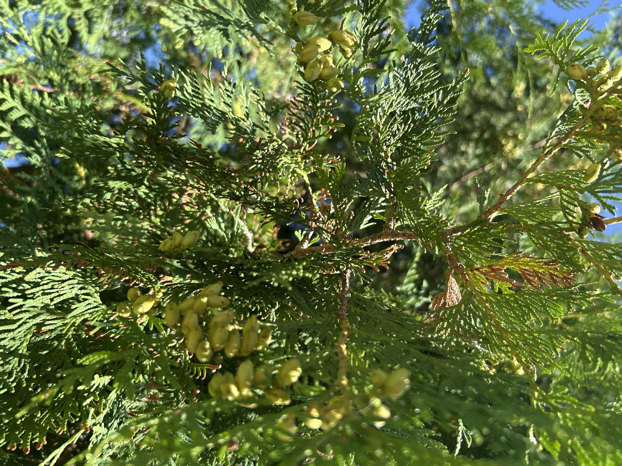 A close-up, sunlit photograph shows the branches of a coniferous tree, likely a cedar or cypress, laden with small, green, immature seed cones. The foliage is a vibrant green, with some branches exhibiting brown, dry tips, possibly indicating seasonal changes or stress. The background is a soft blur of more green foliage and patches of bright blue sky, suggesting an outdoor setting. The image is likely taken in Kalitsino, Russia, given the prompt. No people or discernible actions are present; the focus is on the natural details of the tree.