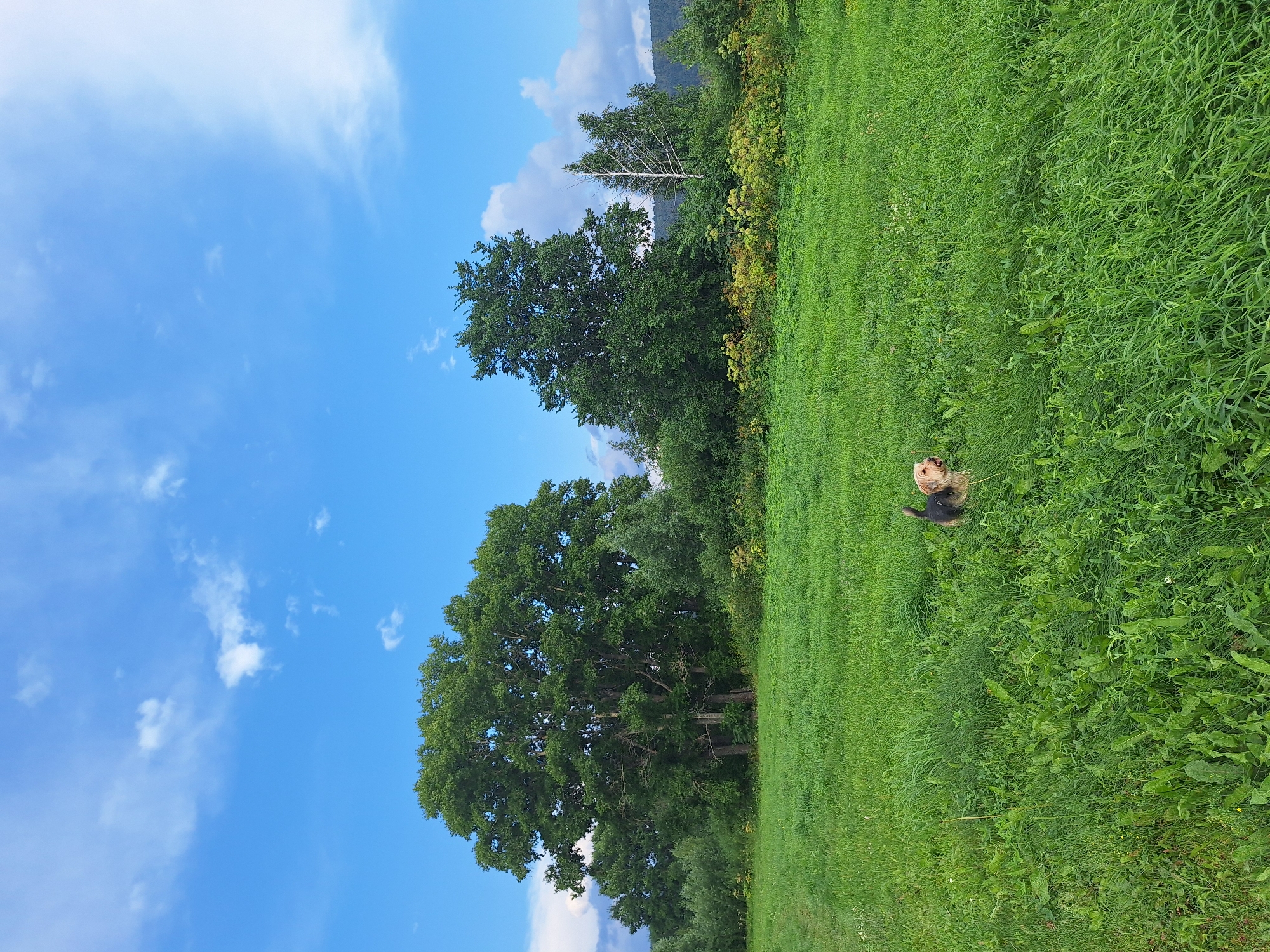 A medium-sized dog with tan and black fur stands in a lush green field. The dog is facing to the left and appears to be looking up. The field is overgrown with tall grass and various plants. In the background, there are several large, mature trees. The sky is a vibrant blue with scattered white clouds. The scene is set in a rural area, likely the outskirts of Atamanovka, Russia, given the natural landscape and the presence of large trees and open fields.