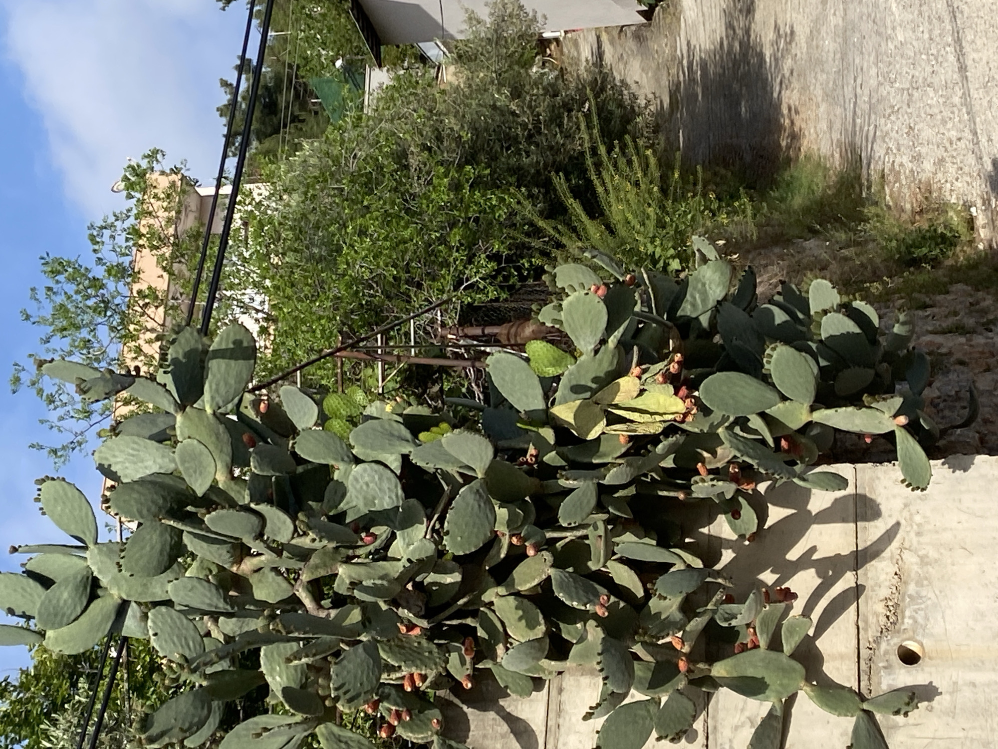 The image presents a lush prickly pear cactus, replete with red fruits, sprawling across a concrete surface. The cacti dominate the foreground, casting sharp shadows. Behind the cactus are various shrubs and trees, with hints of buildings in the background. Power lines traverse the upper left of the frame. The scene is bathed in bright sunlight, suggesting a clear day. Given the known location, the composition is likely somewhere in Alanya, Turkey, given the combination of cactus, greenery, and urban elements. There are no people visible in the frame. The focus is on the flora and urban landscape.