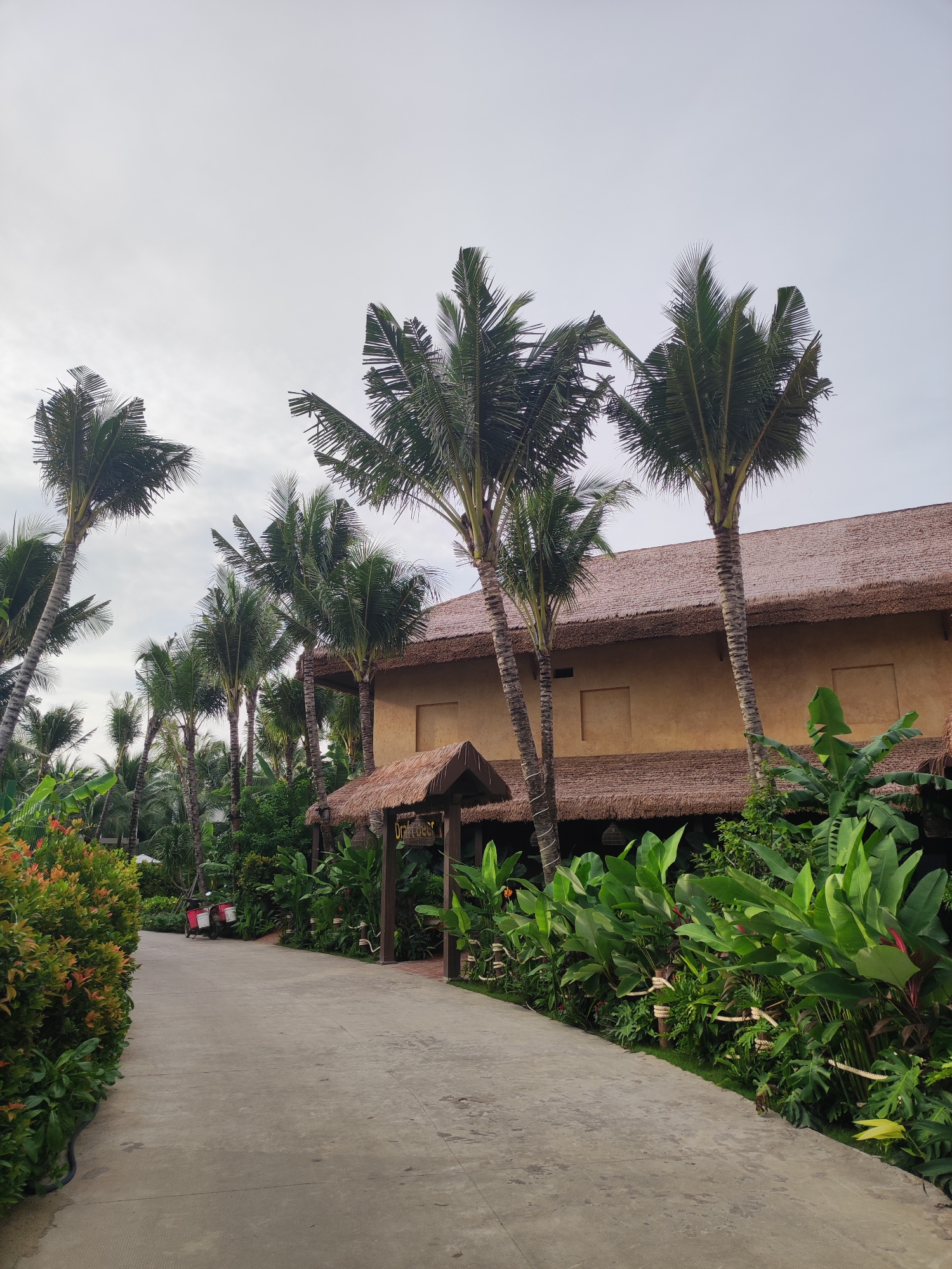 A concrete pathway curves through a lush tropical environment, bordered on the left by a dense hedge with reddish-orange new growth and on the right by vibrant green foliage and palm trees. In the background, a building with a thatched roof and tan walls stands amidst the vegetation, with an open-air structure with a thatched roof and wooden posts leading to its entrance. A red and white scooter is parked on the left side of the pathway, near the hedge. The sky above is overcast. This scene appears to be within a resort or hotel complex, possibly in the vicinity of a beach or natural park, consistent with many locations in Phú Quốc, Vietnam.