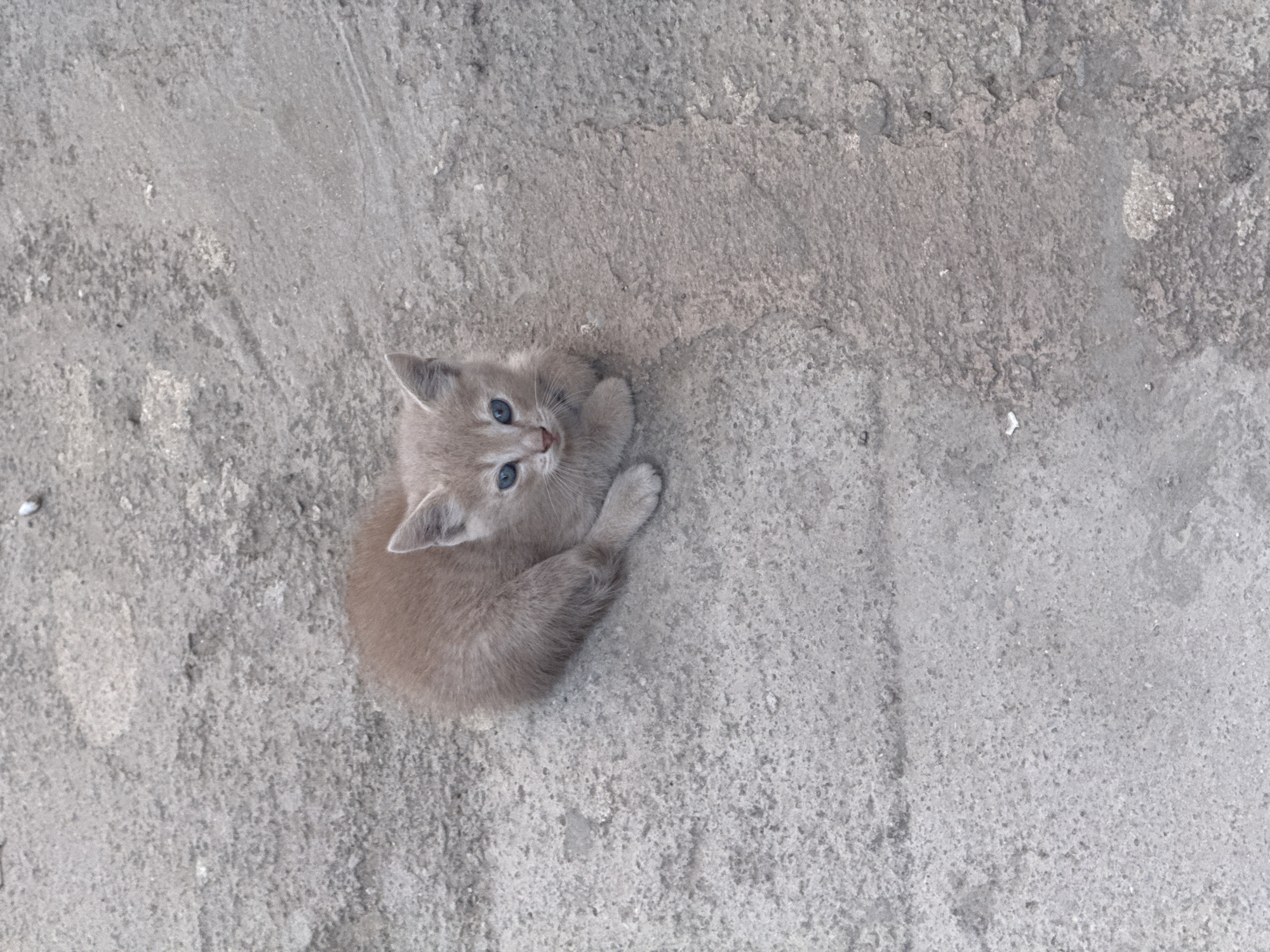 A light brown kitten with bright blue eyes sits on a grey, rough-textured ground. The kitten is facing the camera and is partially obscured by its own body. Its front paws are tucked underneath it. The background is the same grey, textured surface, with some lighter and darker patches. The scene appears to be outdoors, possibly on a sidewalk or paved area.