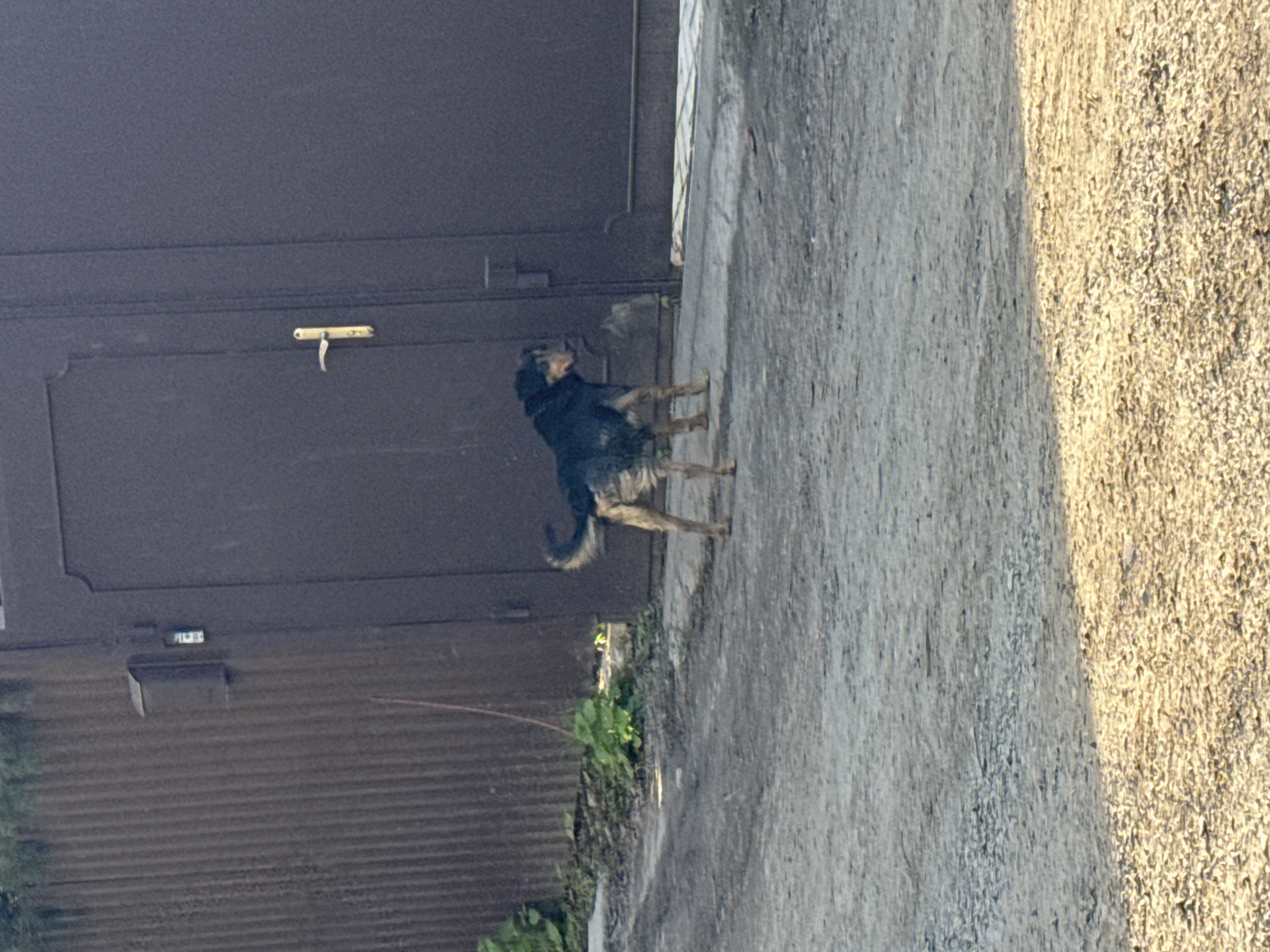 A medium-sized dog, predominantly black with brown markings, stands on its hind legs against a dark metal gate. The gate has a gold-colored handle and is adjacent to a corrugated metal fence with green vegetation at its base. The ground is divided between a grey paved surface and a light brown gravel area. The setting is a street in Rostov-on-Don, Russia.