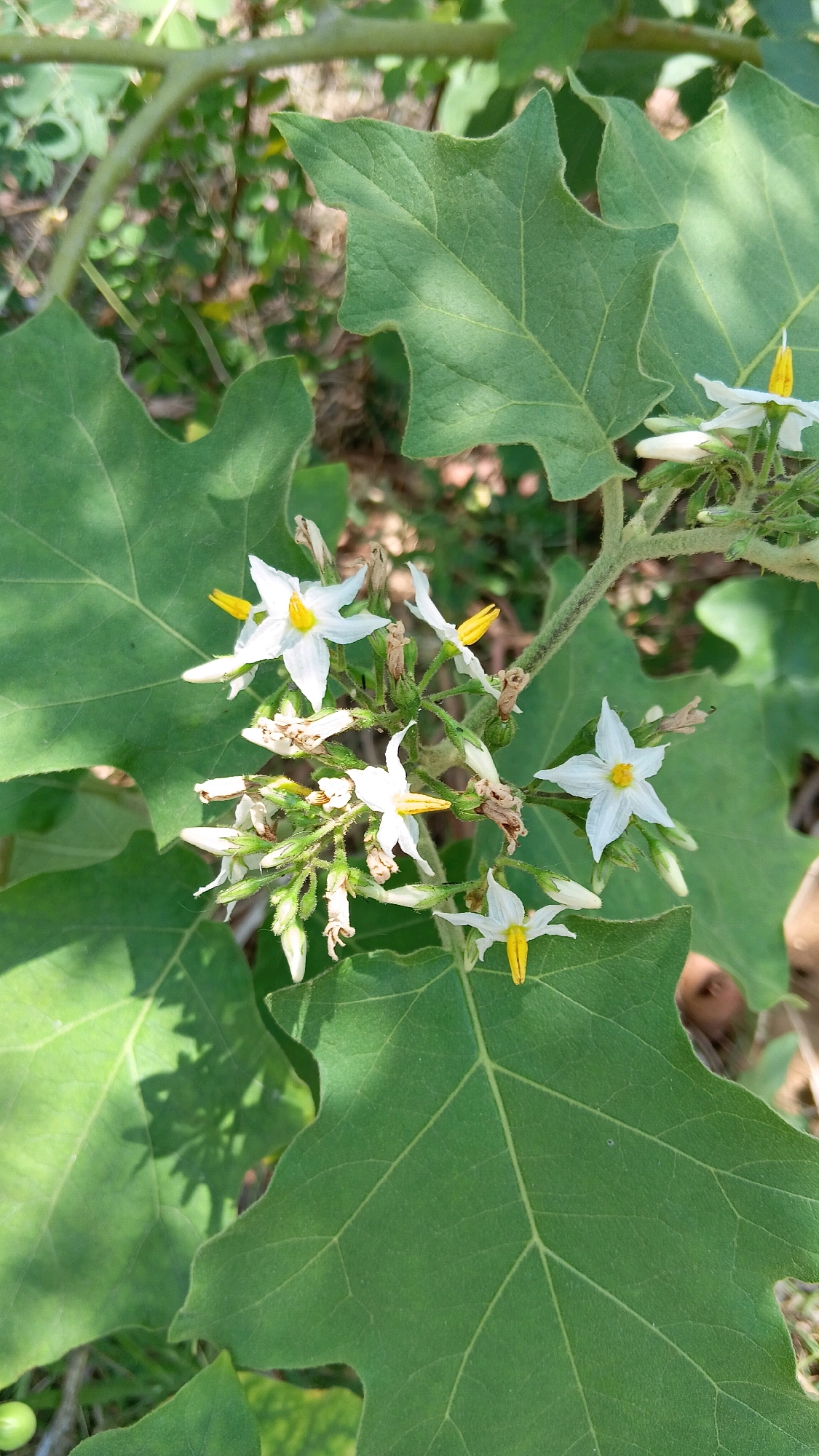 In Klorogan, Indonesia, a close-up photograph captures a cluster of white flowers with yellow centers blooming on a plant. The flowers have five petals and are surrounded by large, green leaves with serrated edges. Some of the flowers are in full bloom, while others are still in bud form. The plant appears to be growing outdoors, with a blurred background of foliage and soil. The sunlight casts shadows on the leaves, indicating a daytime setting. The image is taken from a slightly elevated angle, focusing on the floral display.