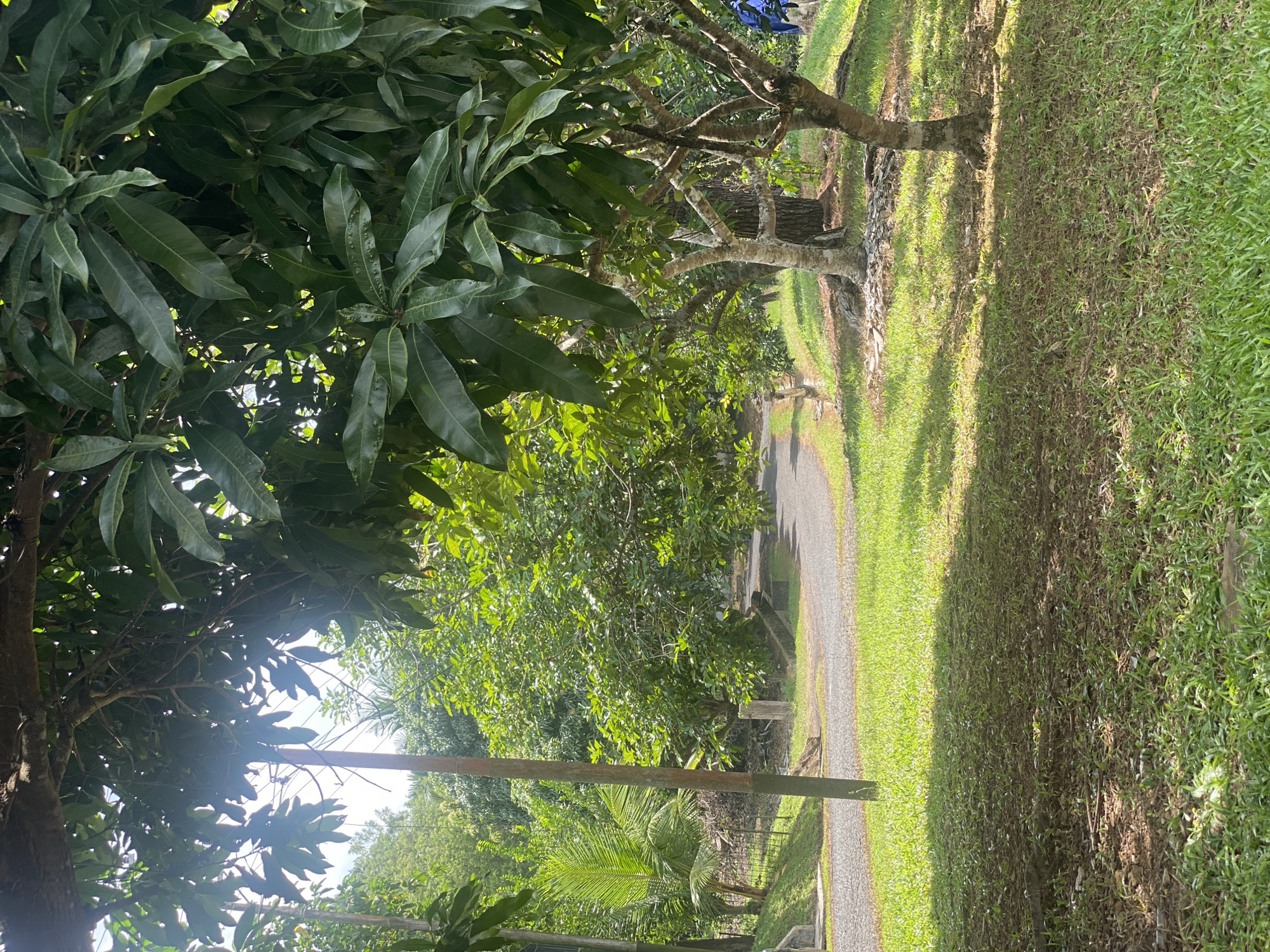 In a lush, verdant park setting, likely in Banjarbaru, Indonesia, a winding asphalt path curves through a sun-dappled landscape. Towering mango trees with broad, dark green leaves dominate the foreground, their branches creating a natural canopy overhead. The path itself is bordered by well-maintained grassy areas, interspersed with patches of dry leaves and fallen twigs. In the background, a variety of other trees and palm fronds suggest a tropical environment. A weathered wooden post stands near the left side of the path, its surface marked by time. Further down the path, a few indistinct figures, one wearing a bright blue garment, are visible, suggesting the presence of other park visitors. The overall impression is one of a serene, natural outdoor space, bathed in the warm glow of sunlight filtering through the leaves.