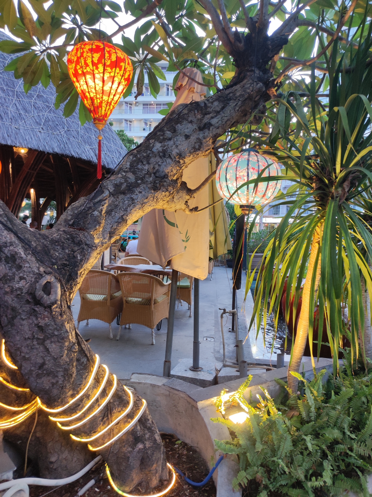 The image depicts an outdoor seating area, likely a restaurant or cafe, in Nha Trang, Vietnam. The scene is set at dusk, with warm lighting from decorative lanterns and string lights creating an inviting atmosphere.
The primary subjects are two ornate lanterns hanging from tree branches. The one on the left is a large, red, hexagonal lantern with yellow floral patterns, illuminated from within, and a red tassel hanging below. The lantern on the right is a spherical, pale blue lantern adorned with pink floral designs, also lit. These lanterns, along with the string lights wrapped around the trunk of a large, gnarled tree in the foreground, suggest a festive or tranquil evening setting.
The background reveals elements of the establishment. A thatched-roof structure, possibly a bar or dining area, is visible to the left, with bamboo accents. In the mid-ground, several woven rattan chairs and tables are arranged on a paved patio, hinting at outdoor dining. Behind these, a modern building with multiple floors and windows can be seen, suggesting an urban or resort location. To the right of the tree, a palm-like plant with long, slender leaves grows next to a water feature, reflecting the surrounding lights. Lush green ferns are planted in a raised concrete planter in the lower right corner, illuminated by a nearby spotlight.
While no specific activity or event is explicitly captured, the arrangement of tables and chairs, along with the ambient lighting, implies a place where people gather for relaxation or dining. The time of day, indicated by the soft natural light and the illuminated lanterns, contributes to a sense of peace and a pleasant evening ambiance. The location cues of the thatched roof, tropical plants, and the distant modern building are consistent with a coastal tourist destination like Nha Trang. No visible text is present in the image.