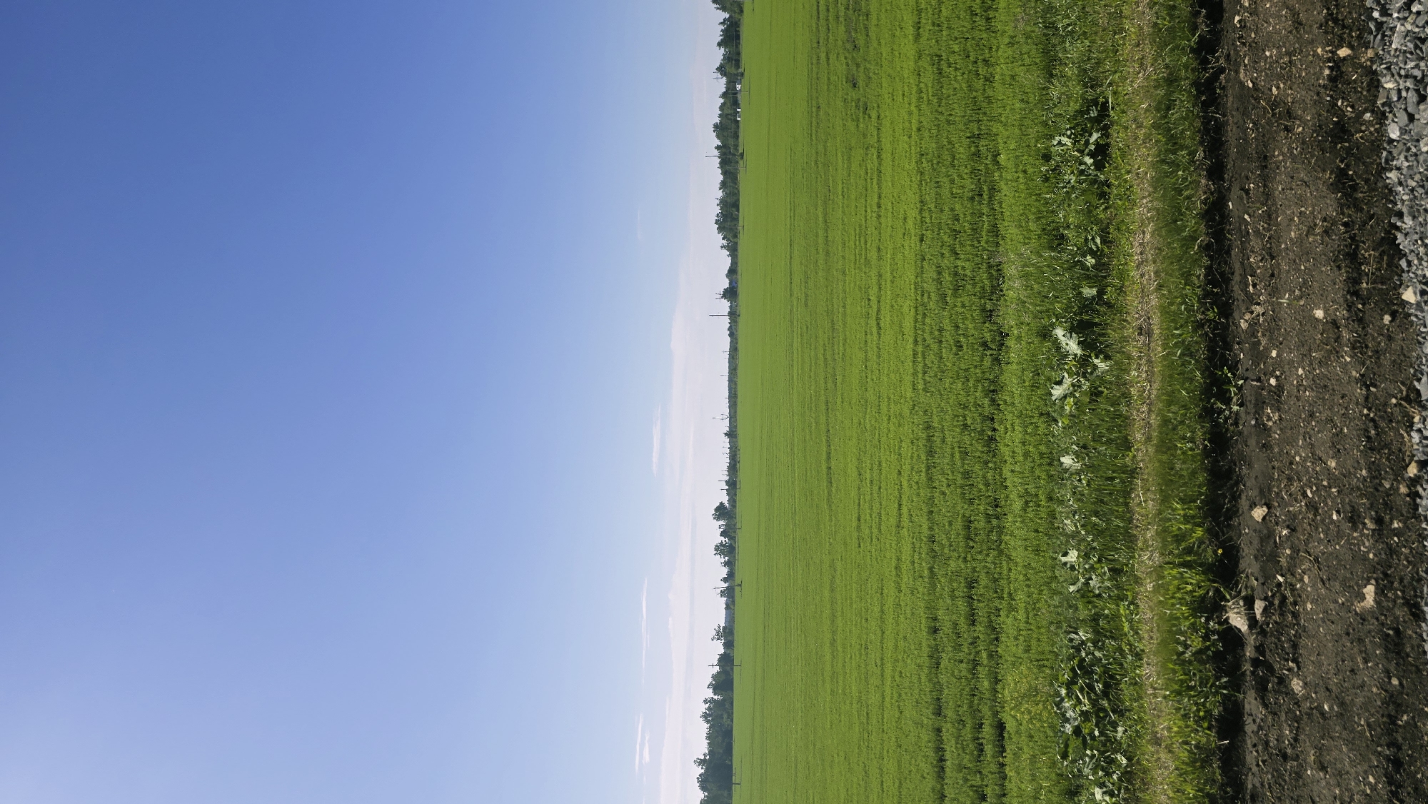 The image depicts a vast, green field under a clear blue sky. The field appears to be cultivated, with neat rows of vegetation. In the distance, a line of trees and some utility poles are visible, suggesting a rural or semi-rural setting. The foreground shows a dirt path with gravel and some low-lying vegetation. The overall scene is one of open space and nature, with no people or specific structures clearly identifiable beyond the distant utility poles and trees. The lighting indicates it is daytime, likely a sunny day. The location of Актюбинский, Russia, is provided as context but is not visually evident from the image itself.