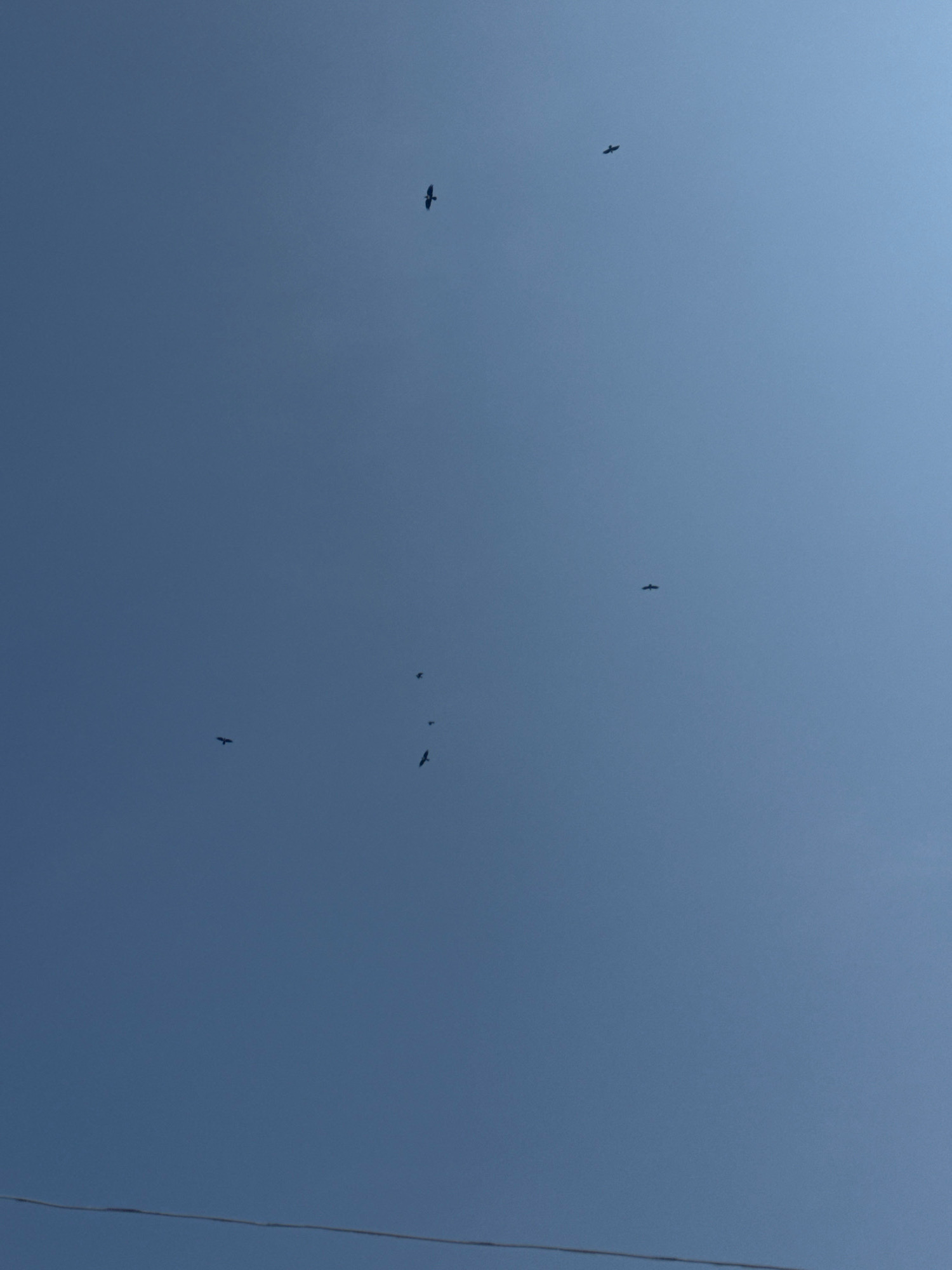 In an outdoor environment, under a clear blue sky, a flock of six birds are captured in flight. The birds are small and dark silhouettes against the bright sky, with their wings spread as they soar through the air. The scene is devoid of any human presence or discernible urban structures, suggesting a natural or semi-natural setting. The focus is solely on the aerial ballet of the birds, highlighting their freedom and grace as they navigate the vast expanse of the sky.